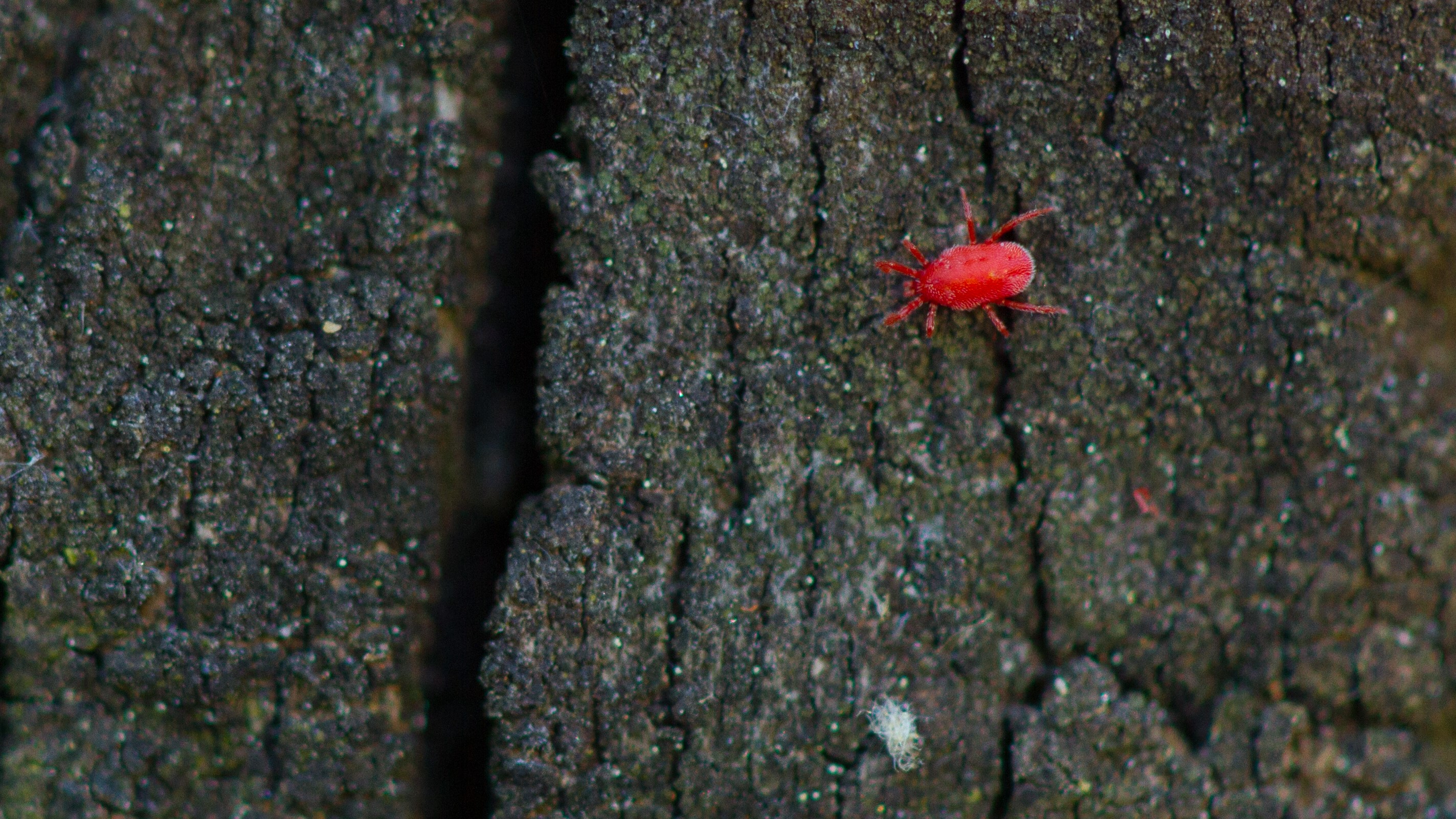 A chigger crawling on tree bark.