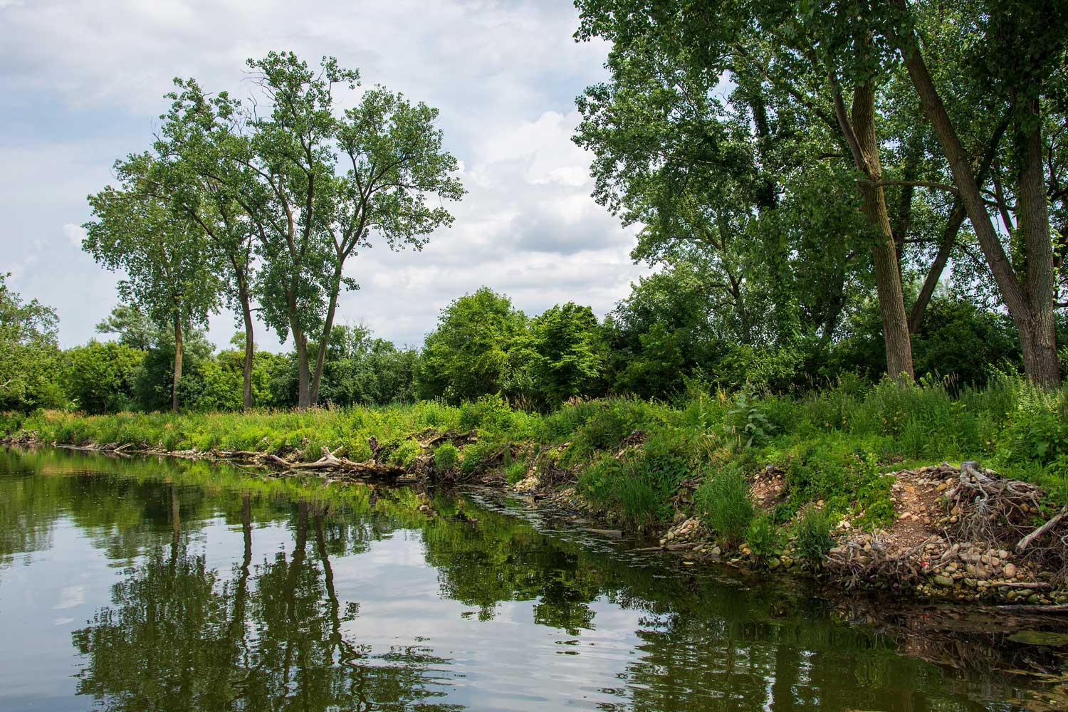 A shoreline with calm waters lined by lush green grasses and trees.