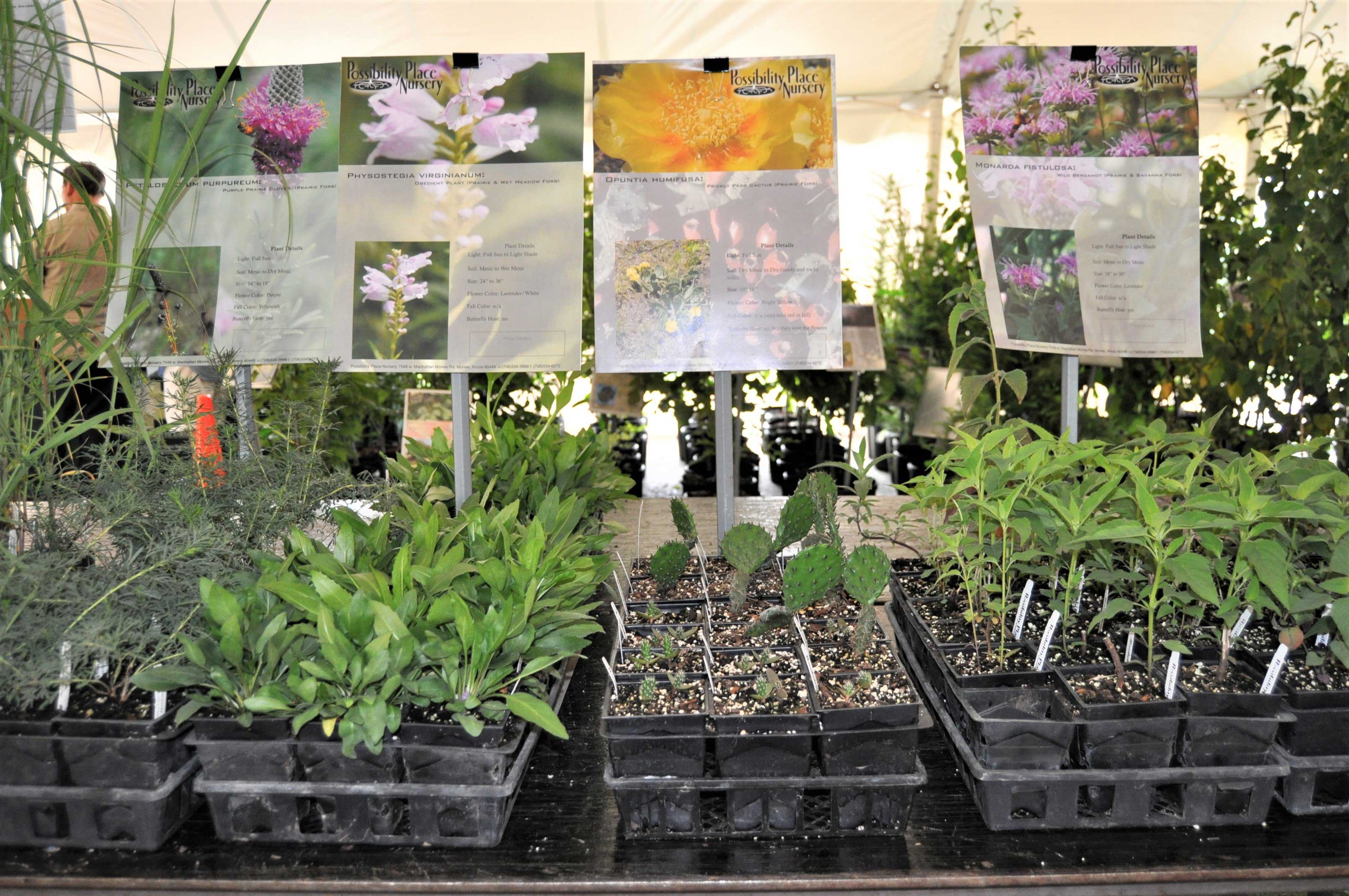 Plants available for purchase at the native plant sale.