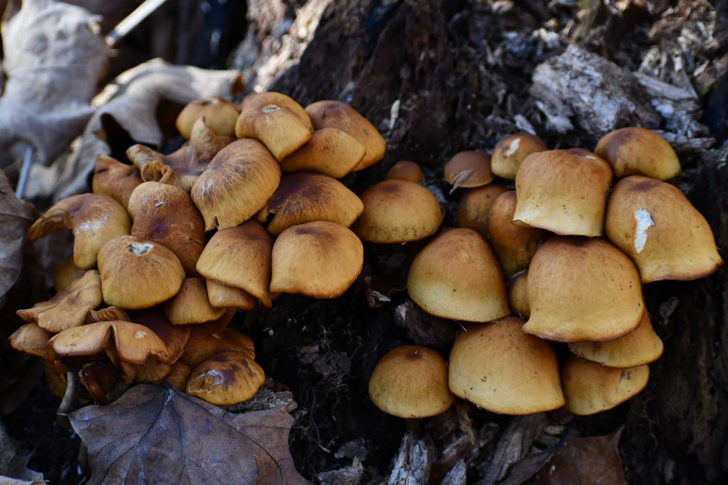 Sulphur tuft fungus among leaves and downed branches.