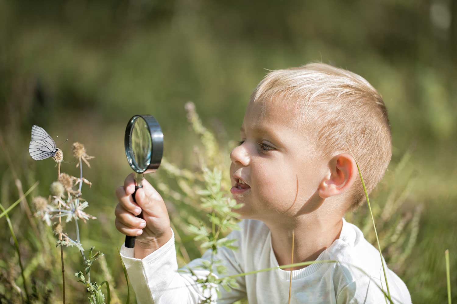 A young child holding a magnifying glass up while looking at an insect on tall vegetation.
