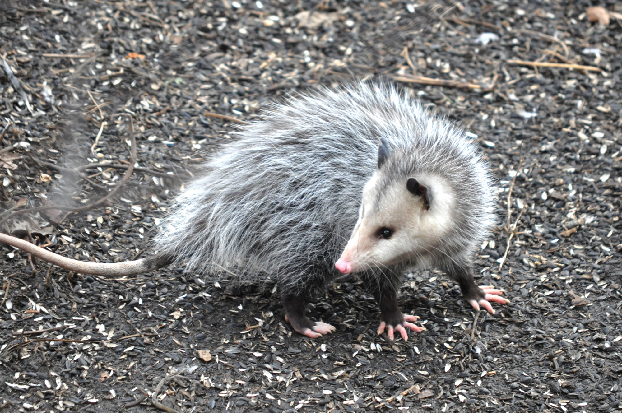 An opossum on the ground