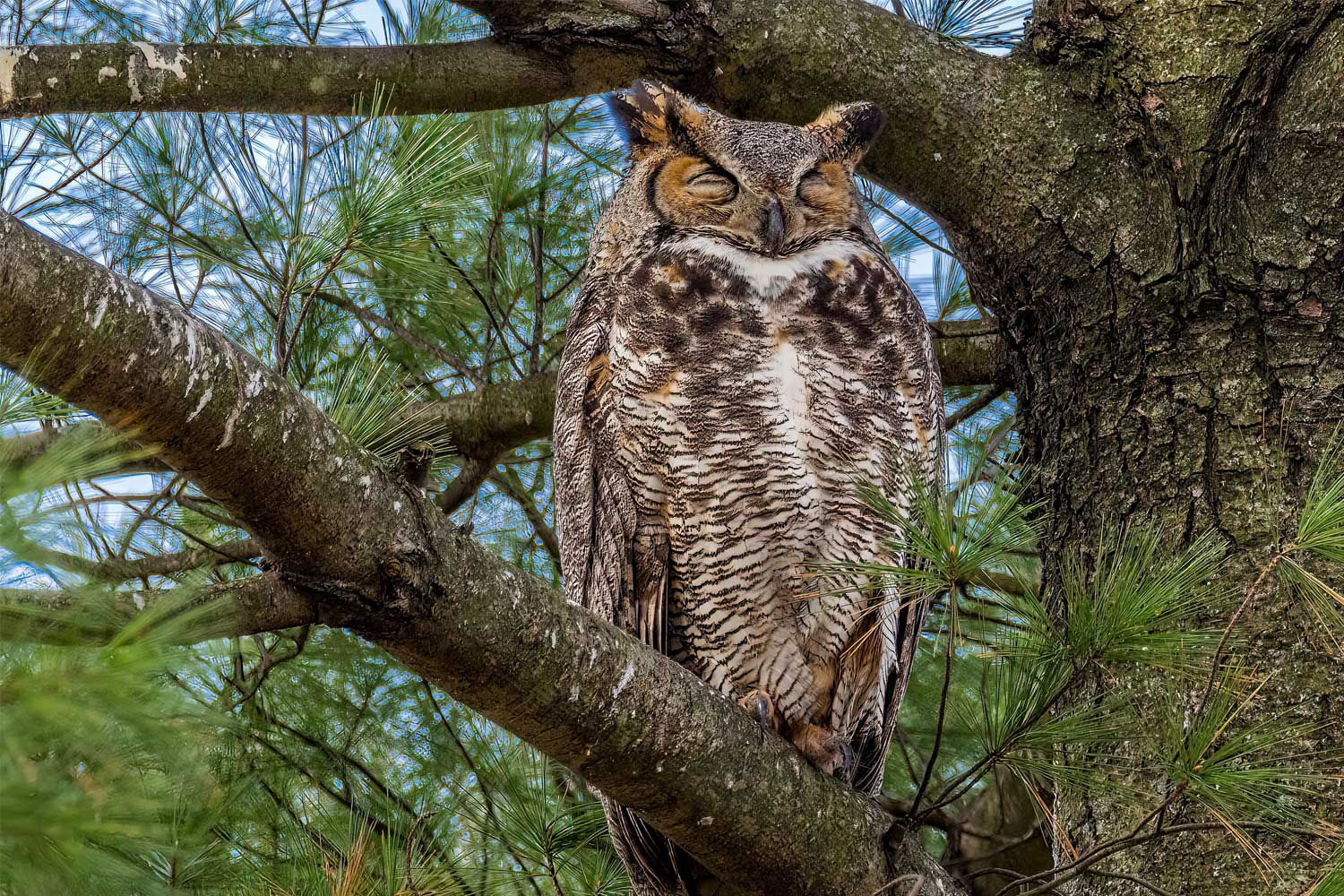 Great horned owl perched on a branch sleeping.