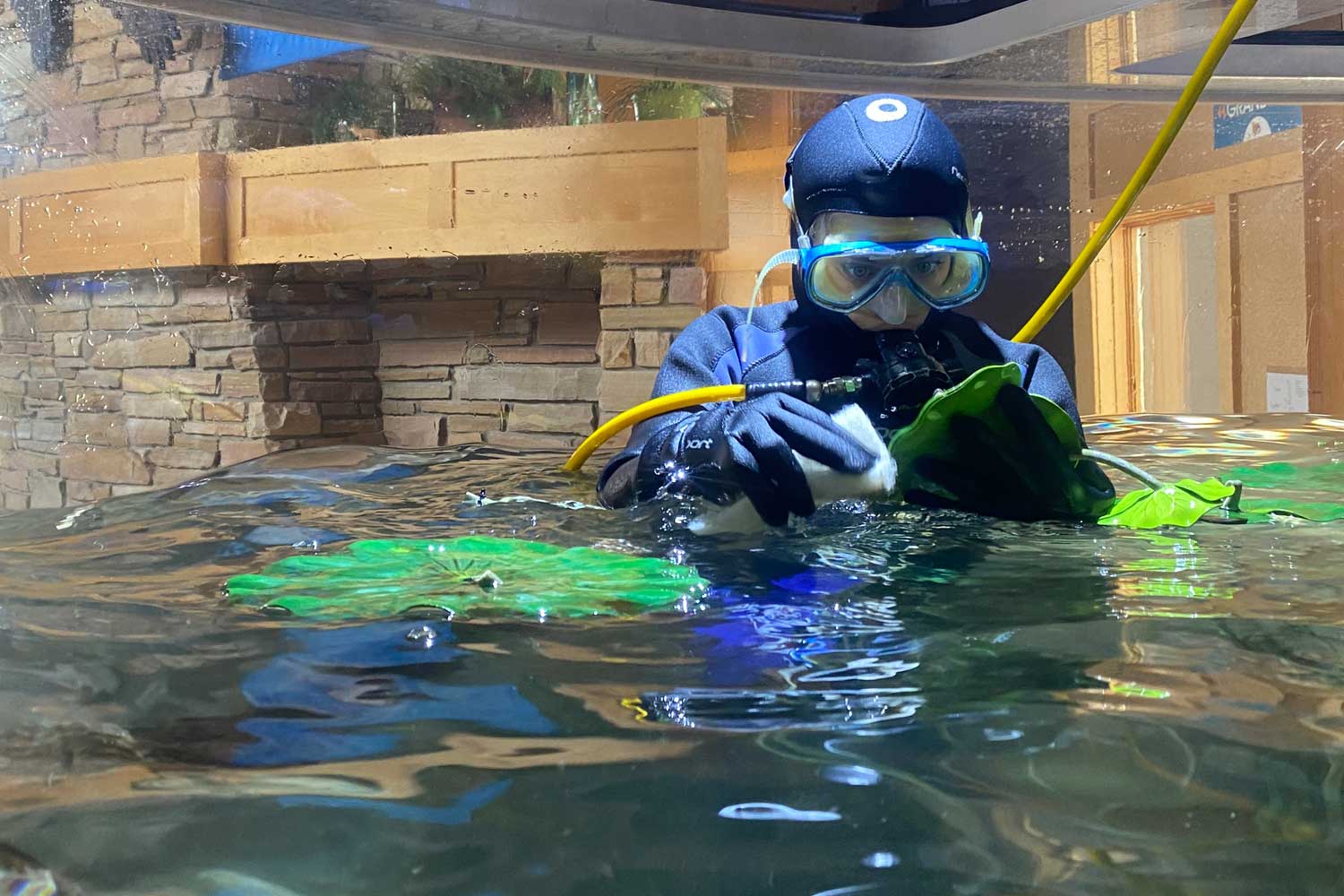 A diver cleans a fish tank
