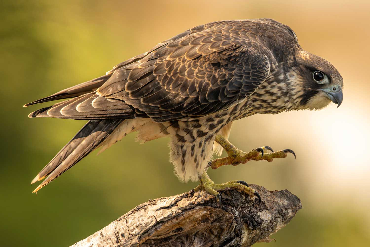 Peregrine falcon perched on a branch.