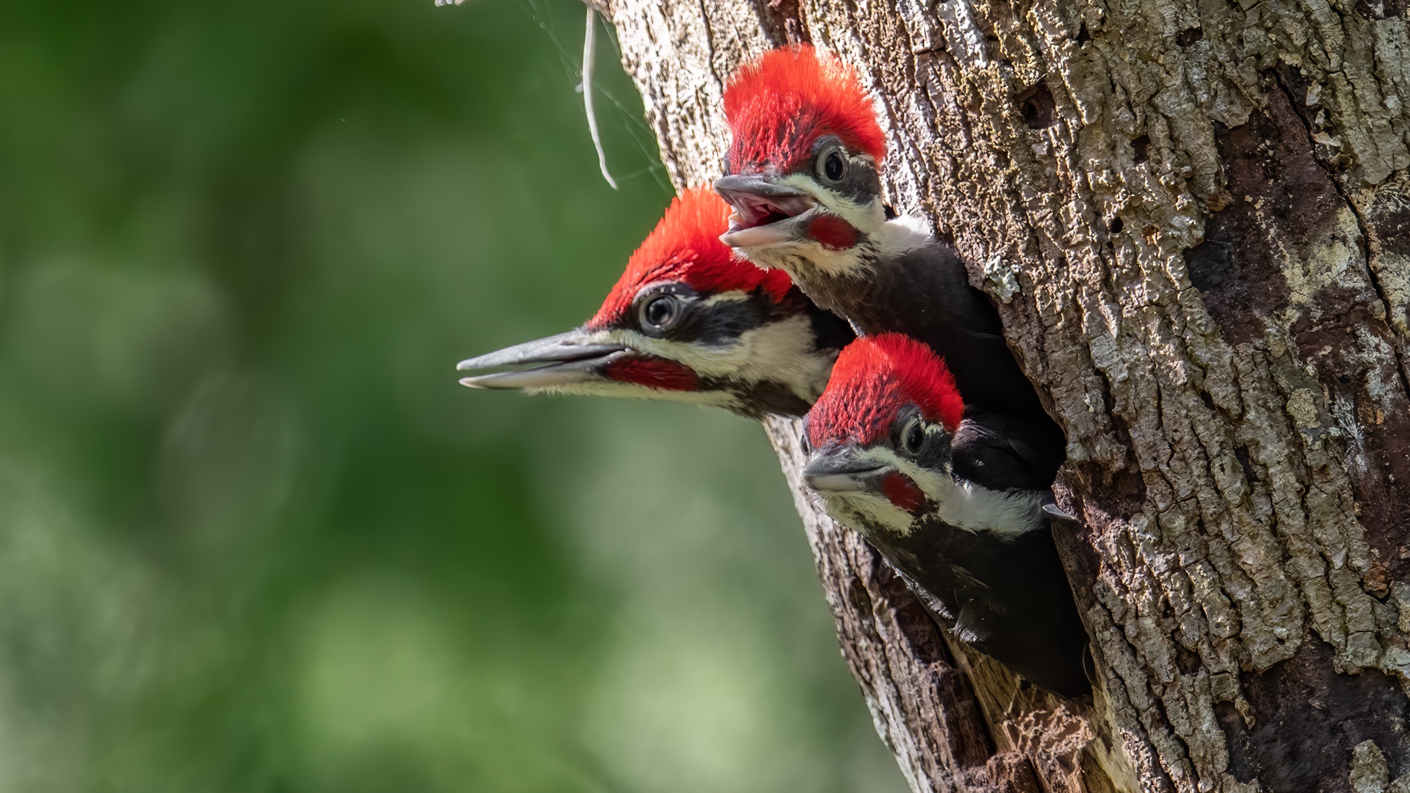 Three young pileated woodpeckers poking their head out of a tree cavity.