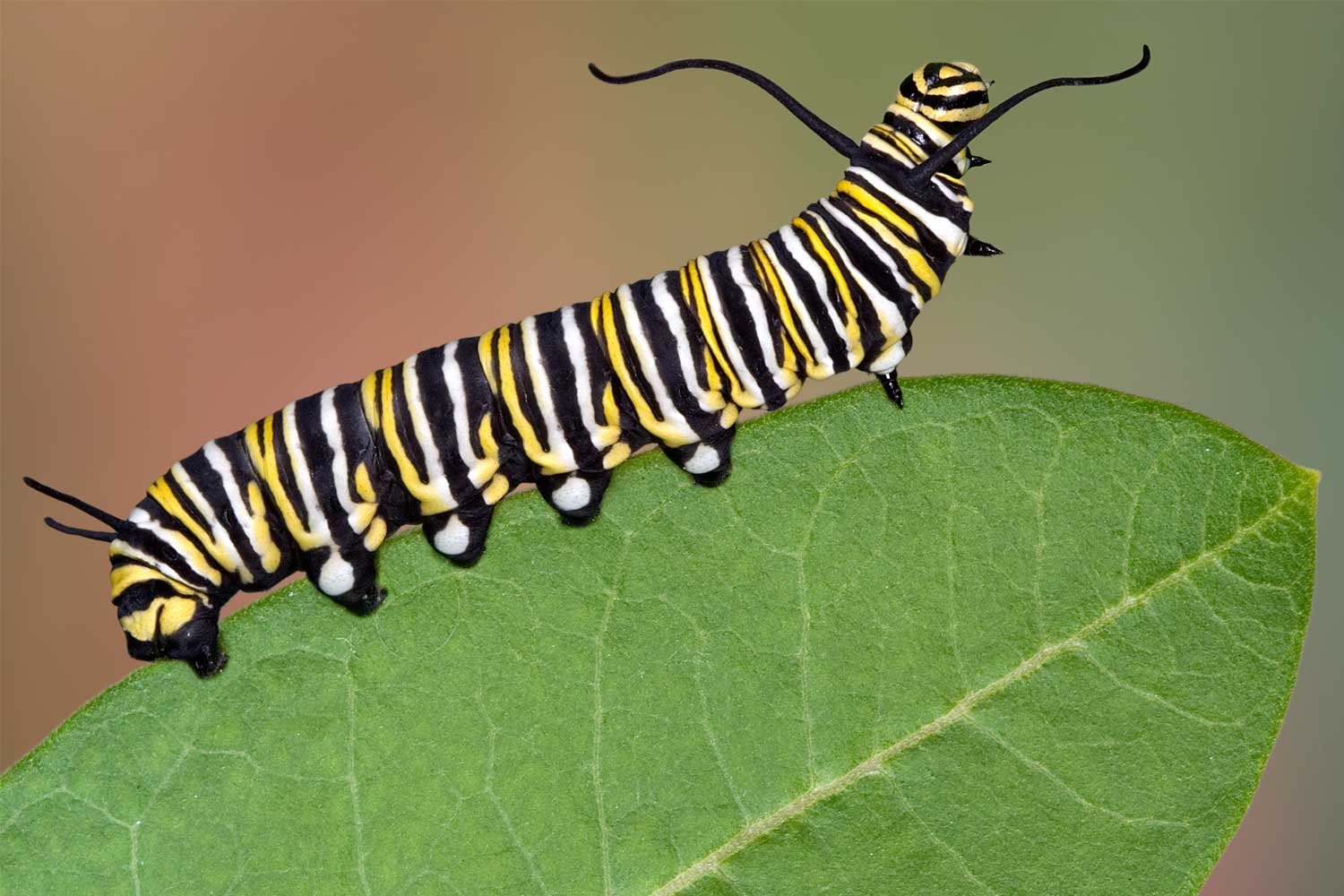 Monarch caterpillar on a leaf.