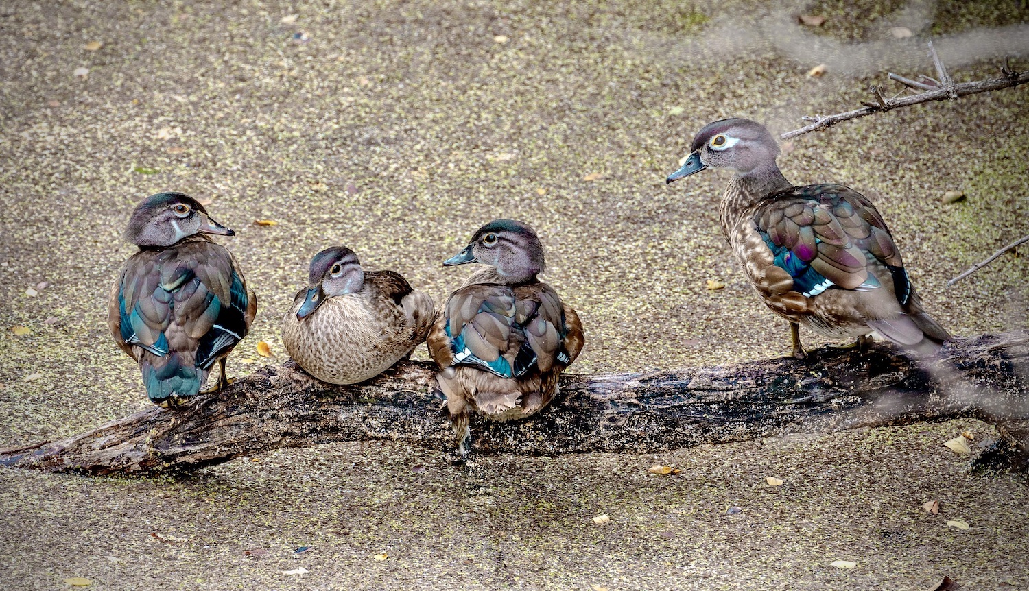 Female wood ducks.