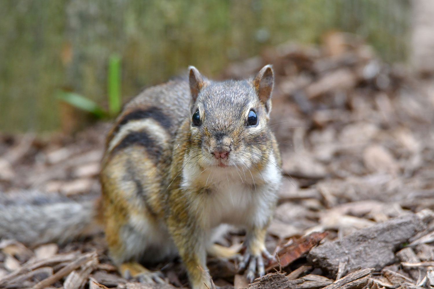 Chipmunk vs squirrel