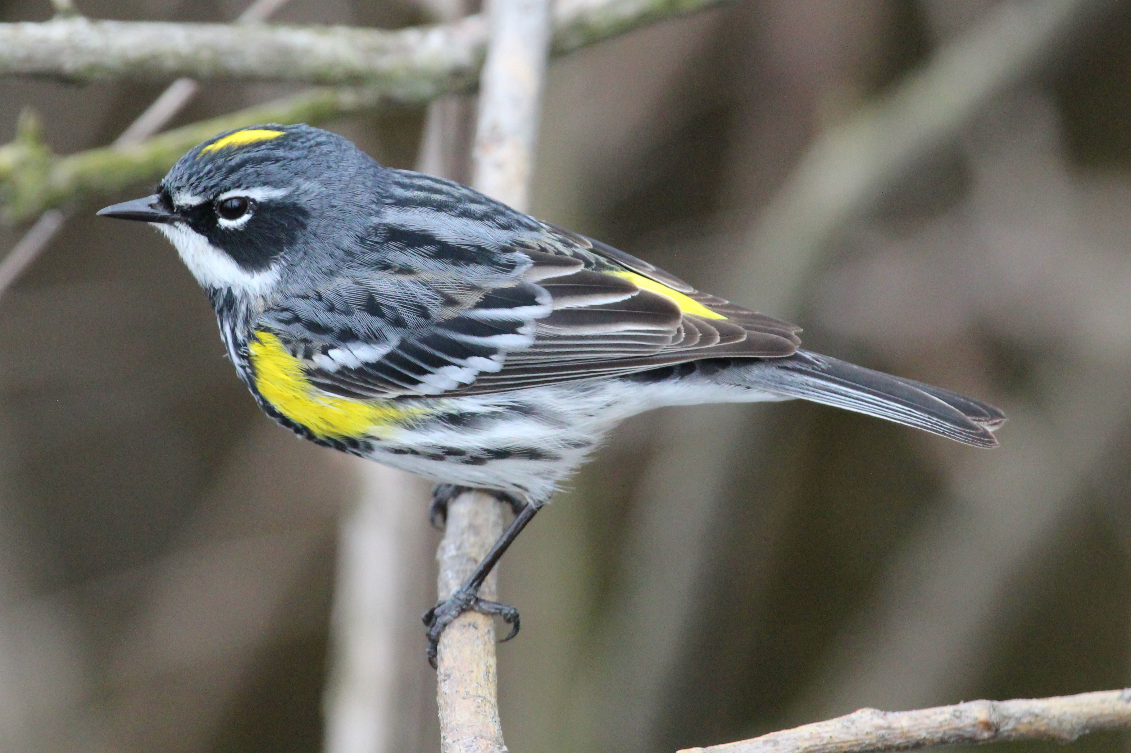 Yellow-rumped warbler on a branch.