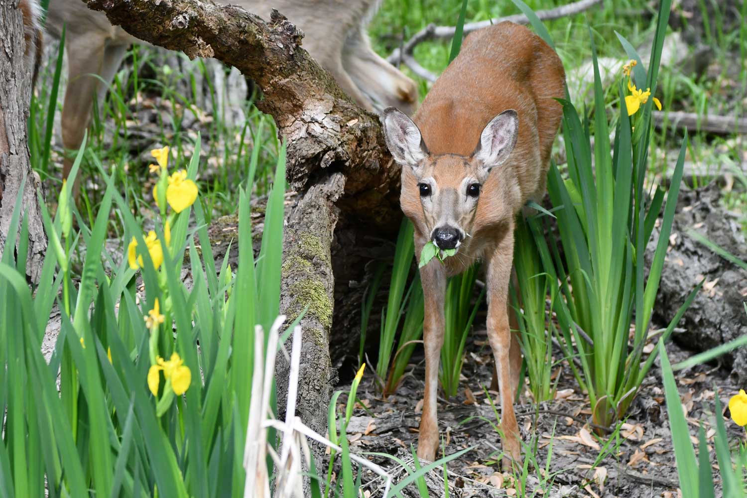 White tailed deer standing in front of a fallen tree.