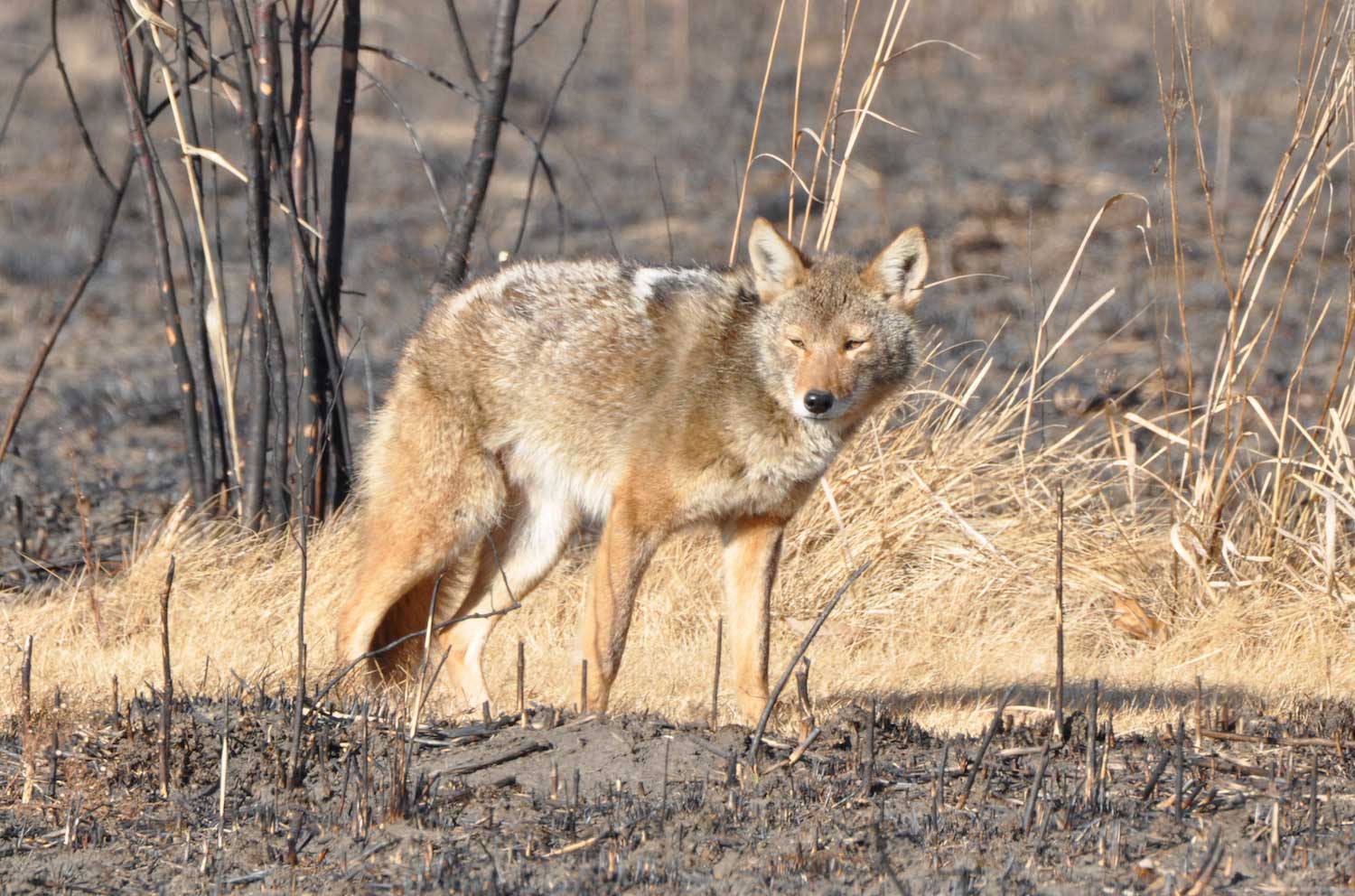 A coyote on the prairie after a prescribed burn