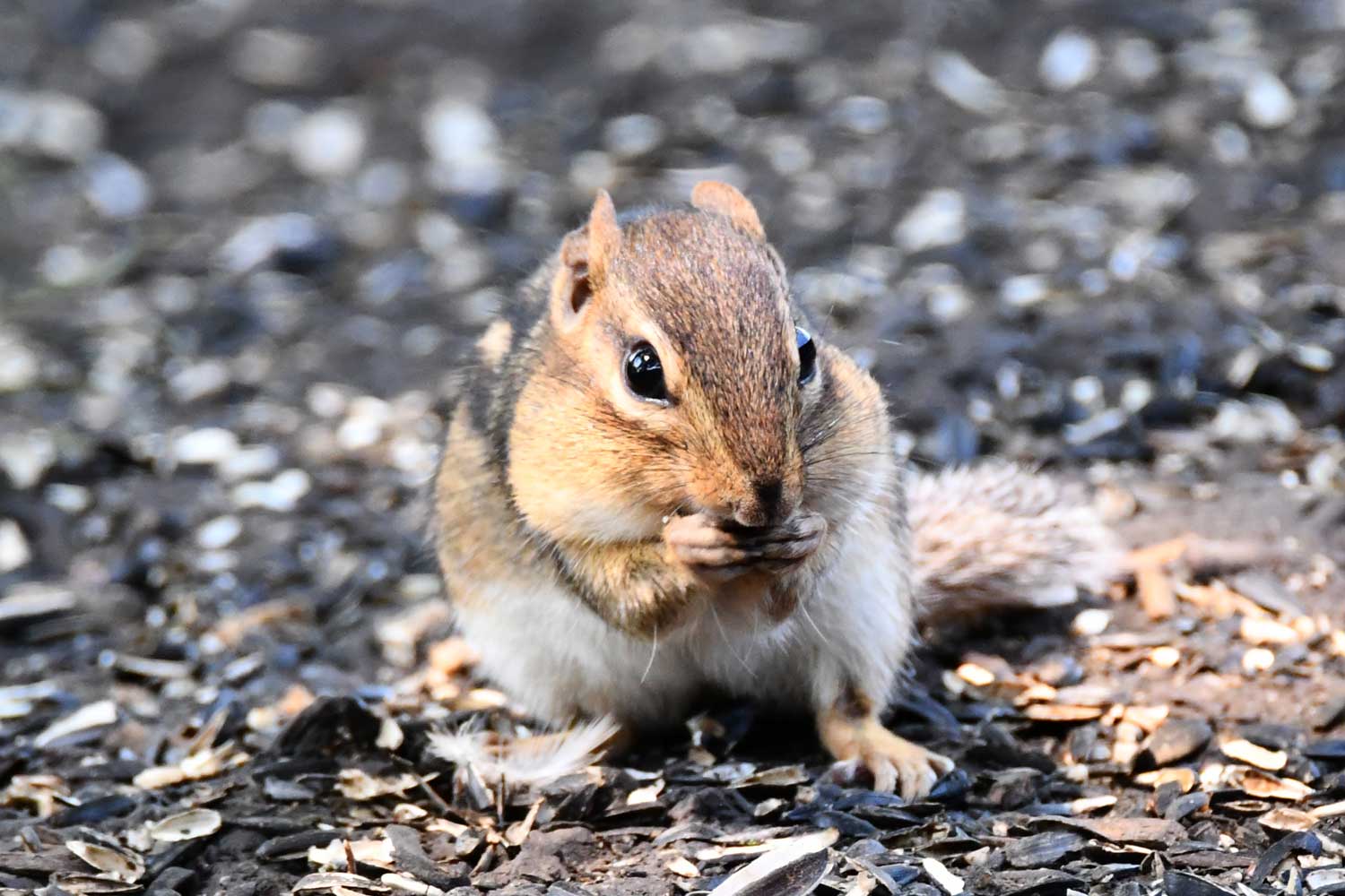 Chipmunk with food in its hands standing on the forest floor.