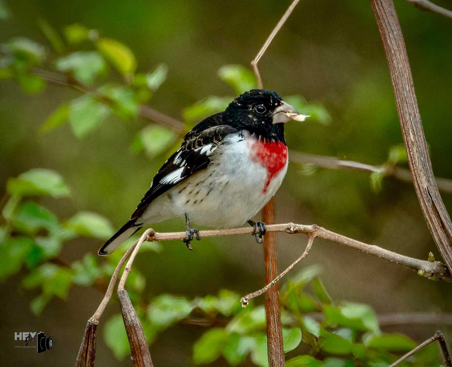A rose-breasted grosbeak perched on a branch with a seed on its mouth.