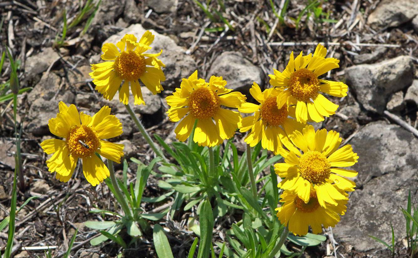 Lakeside daisy.