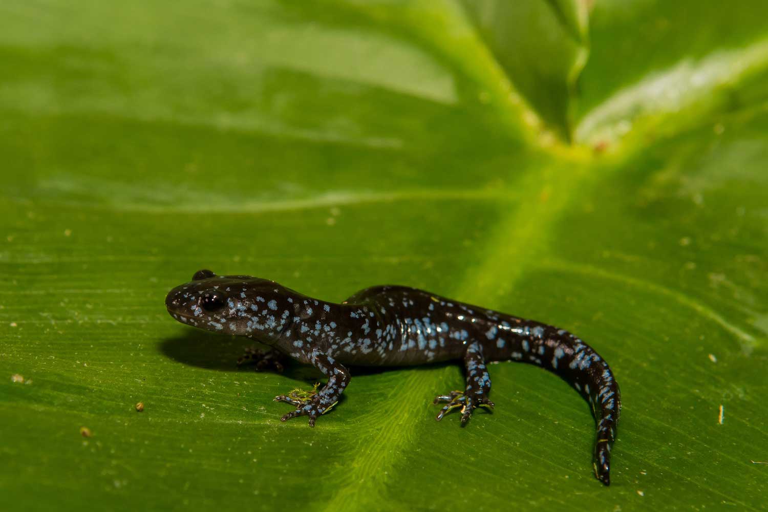 A blue-spotted salamander on a leaf.