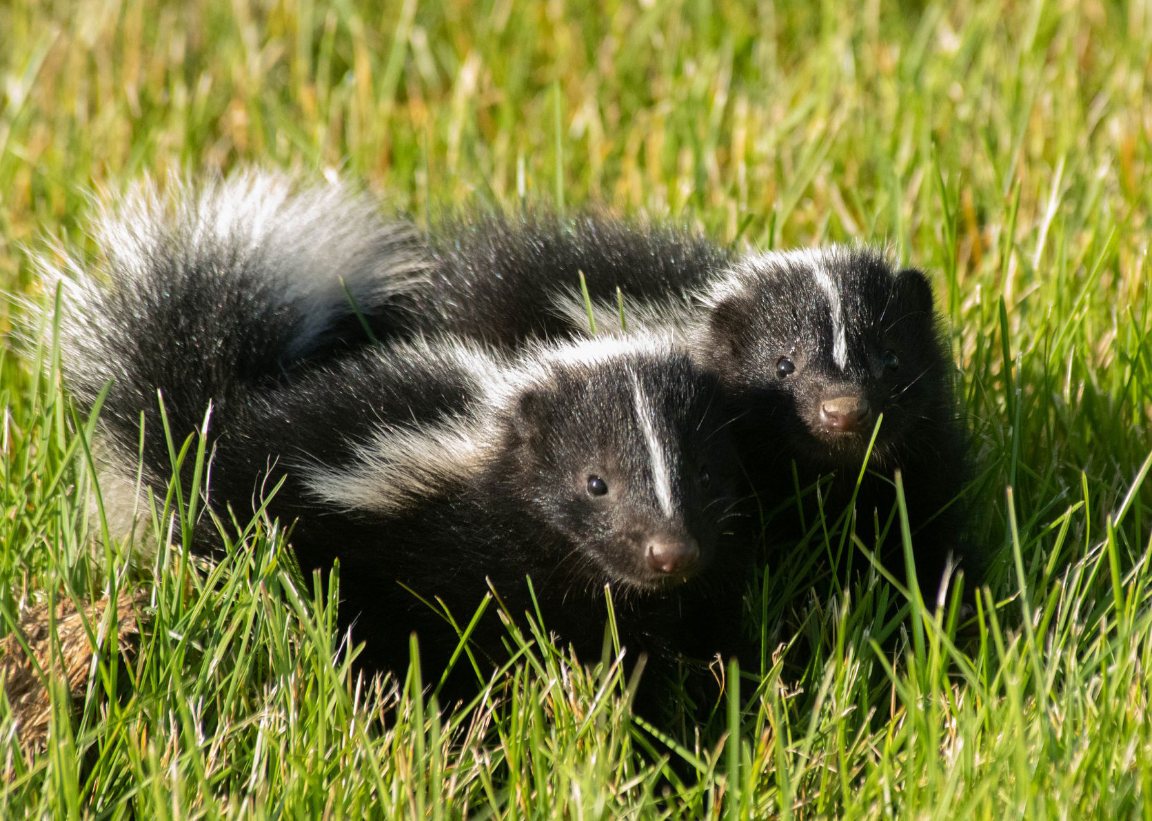 Two young skunks in the grass.