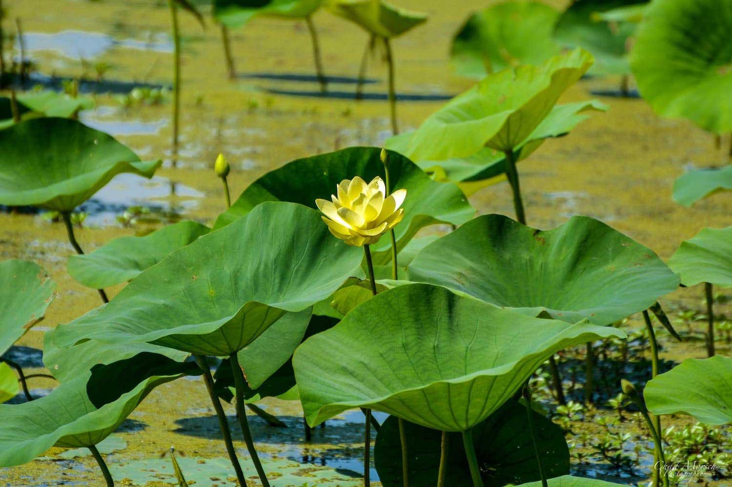 A yellow American lotus bloom surrounded by large green leaves.