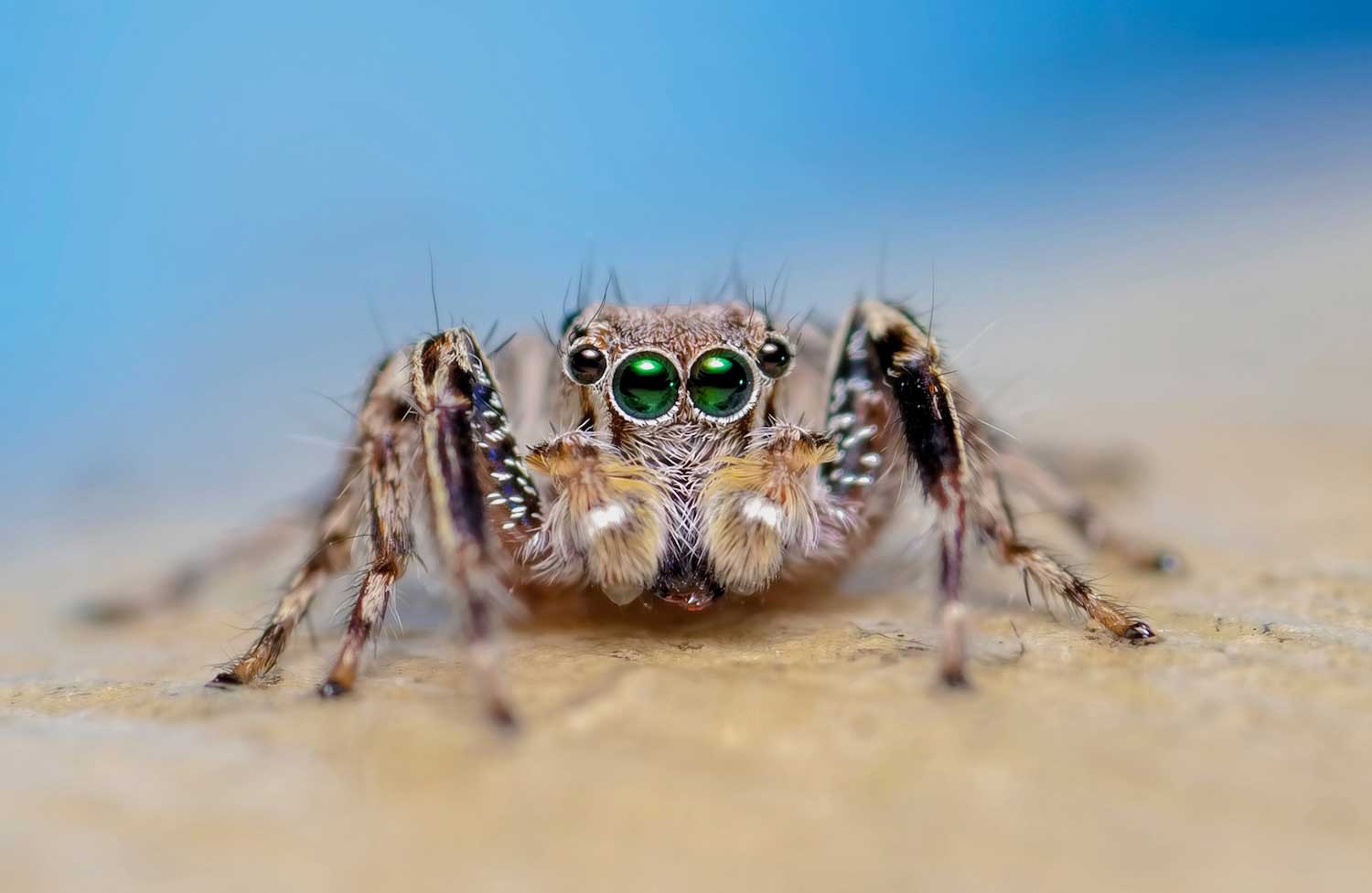 A closeup photo of a jumping spider.