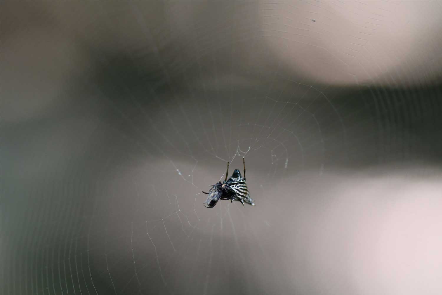 Spined micrathena spider in a web.