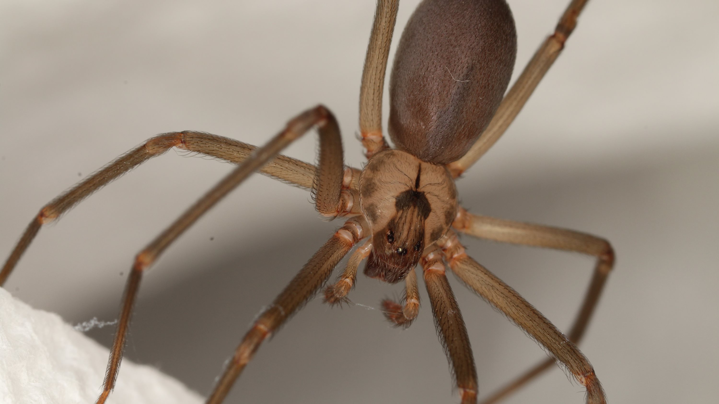 Close-up view of the violin shape on a brown recluse spider.