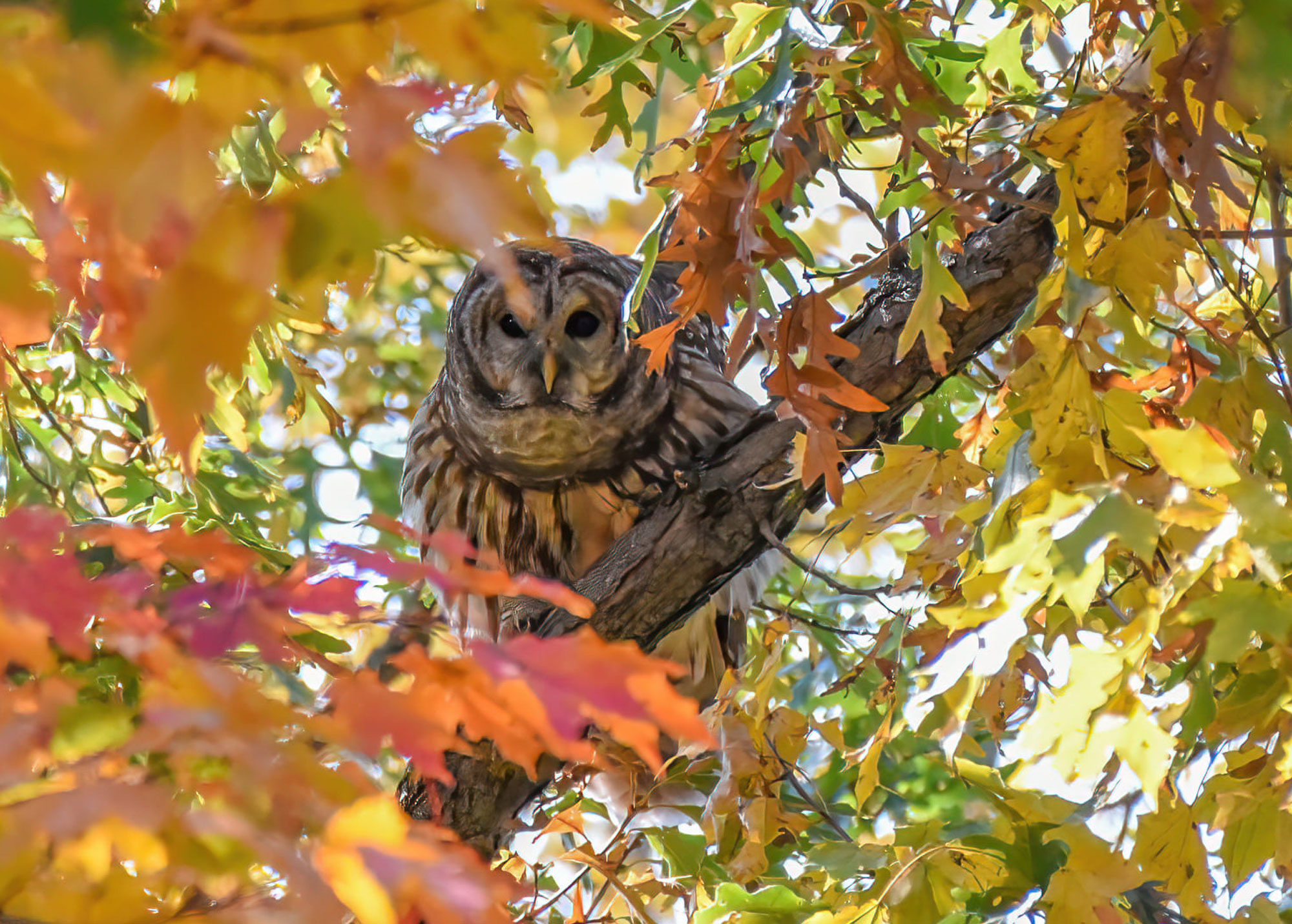 Barred owl in a tree