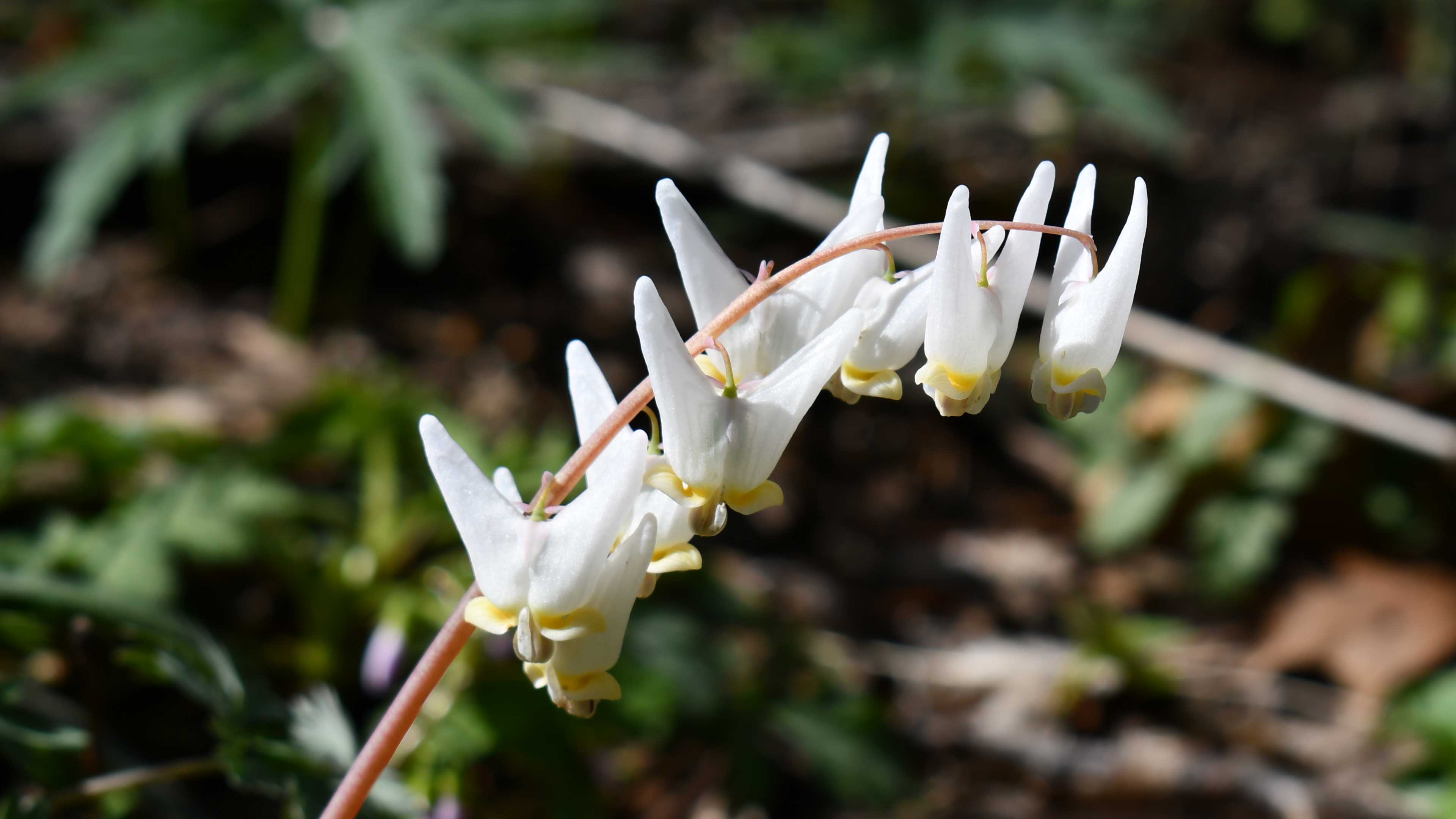 Close-up of Dutchman’s breeches, with their distinctive white, pant-shaped blooms arching along a slender stem.