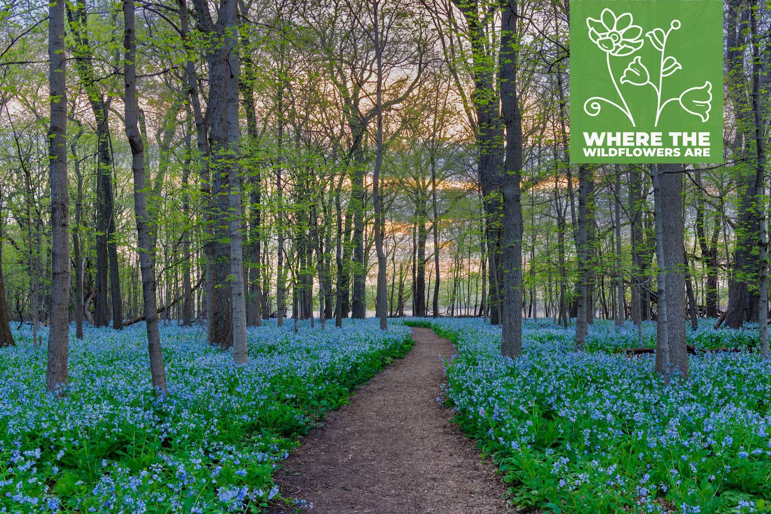 A dirt trail through a forest lined by bluebells in bloom.
