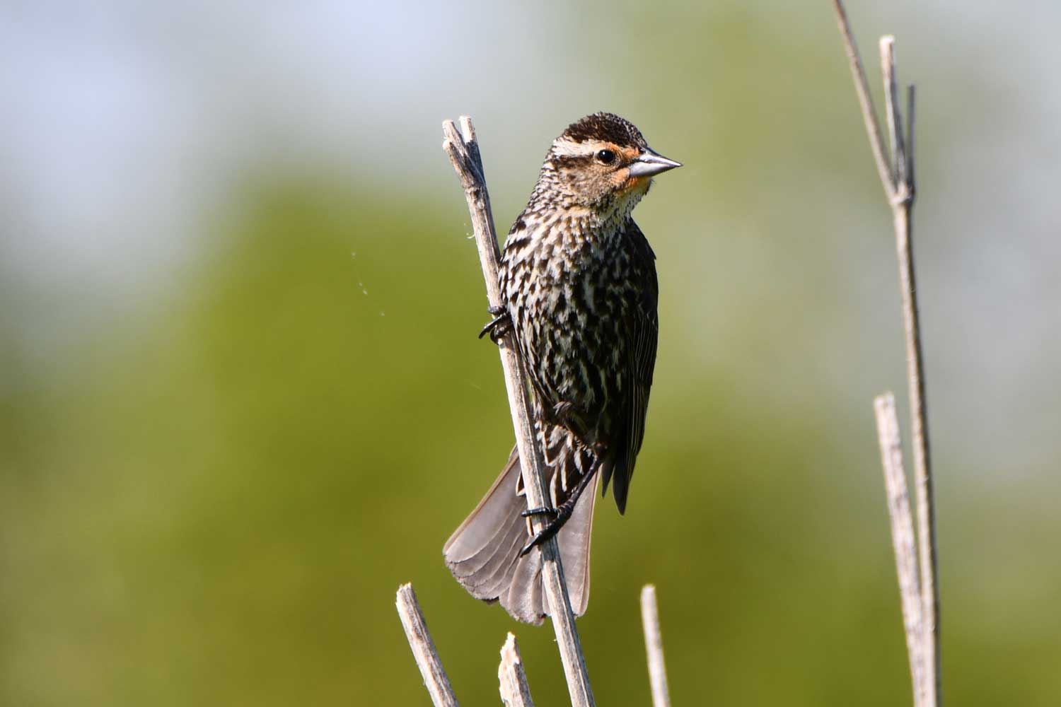 Female red-winged blackbird perched atop vegetation.