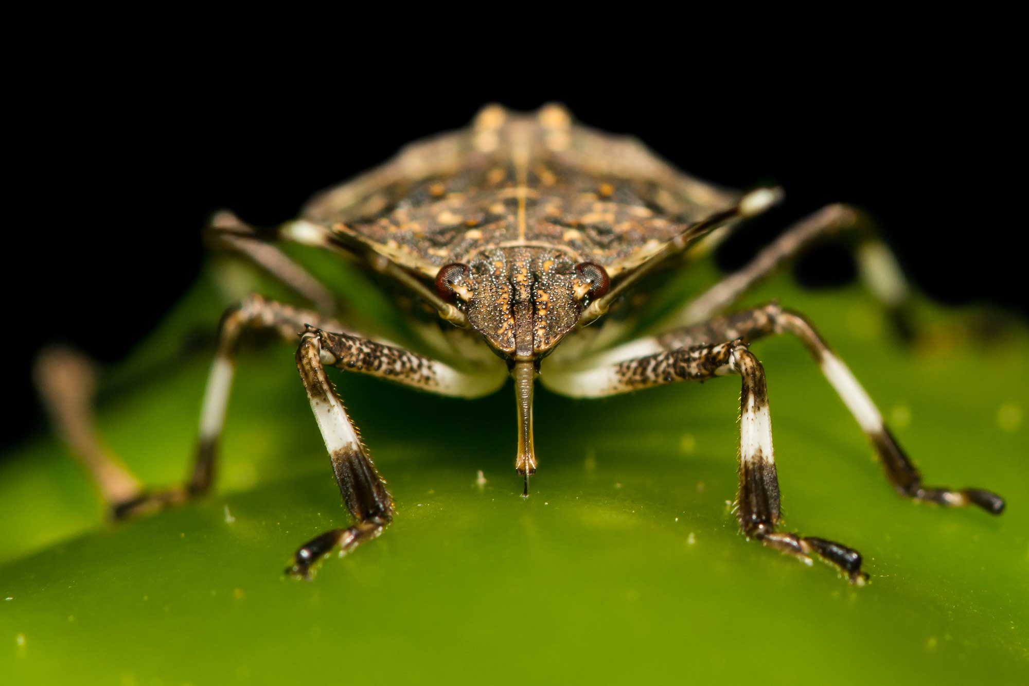 A close up view of a stink bug.