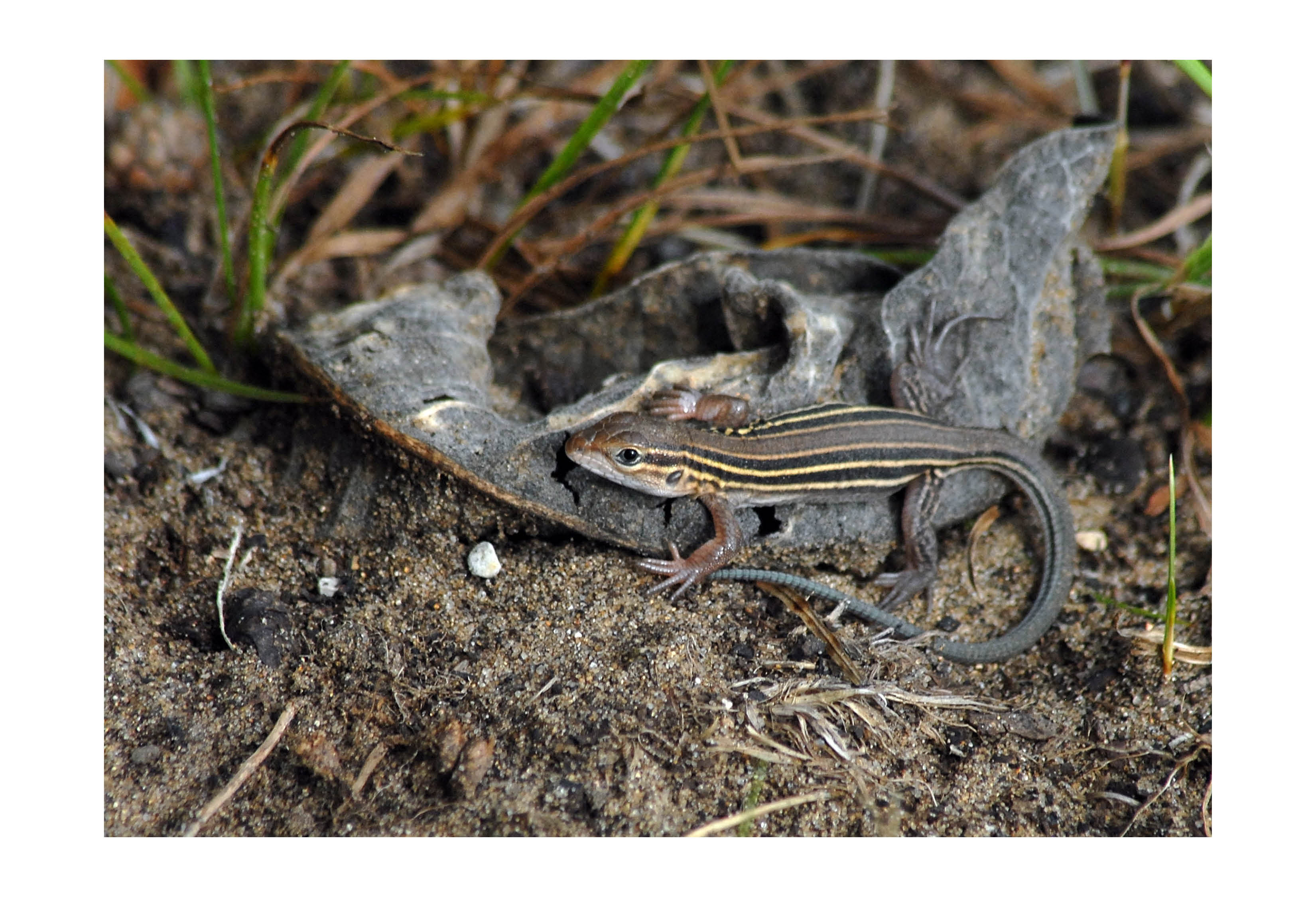 Six-lined racerunner.