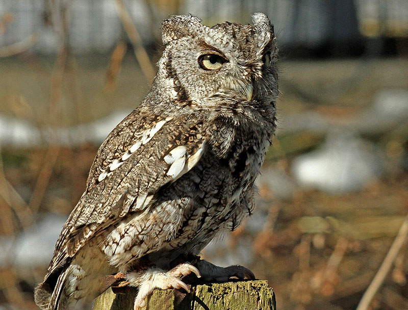 A screech owl perched on a tree snag.