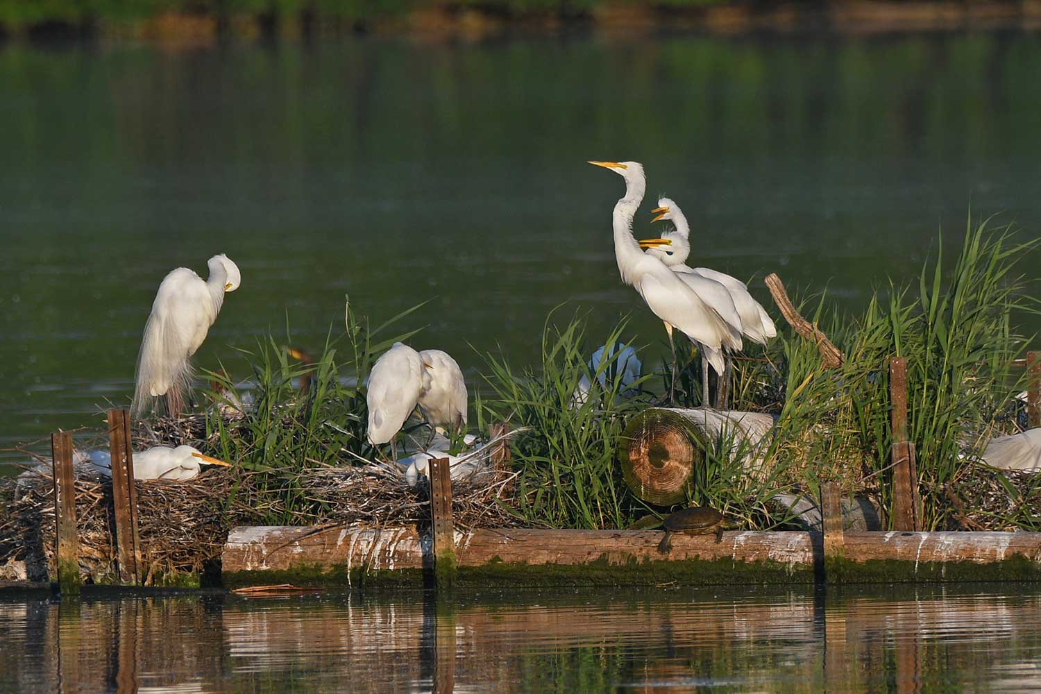 Great egrets on a nesting platform.