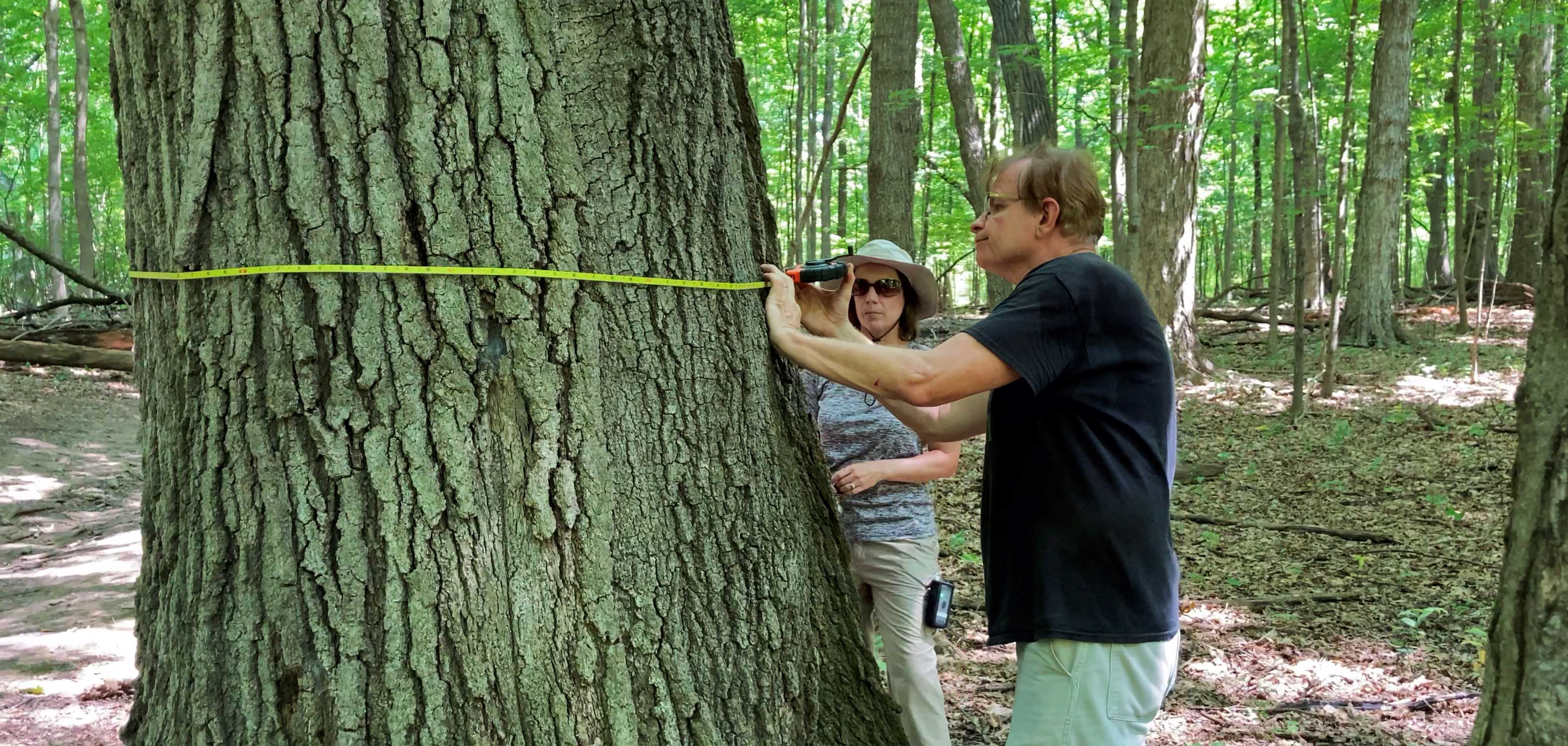 A man and woman measure a large tree in a forest.
