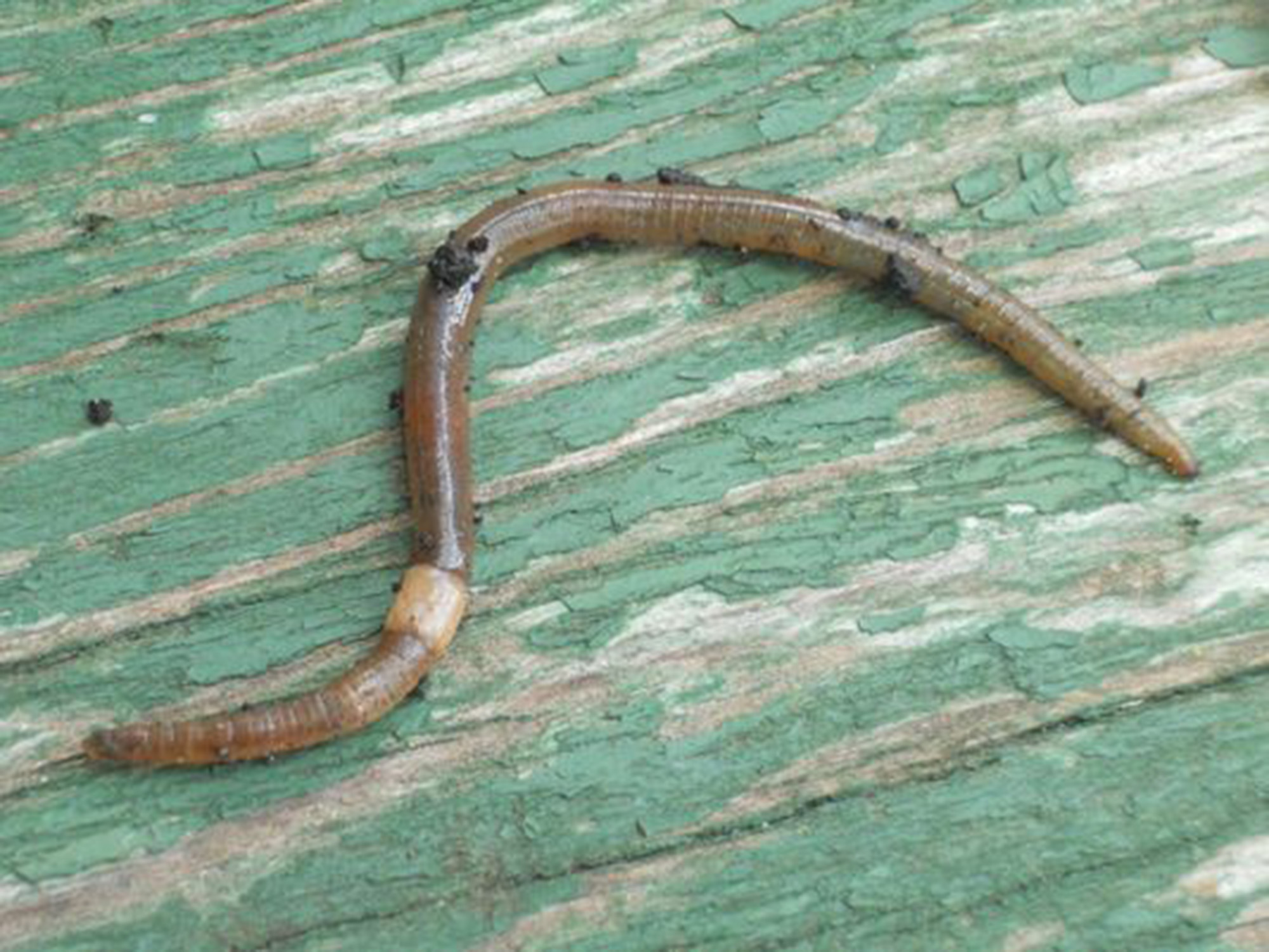 A jumping worm on wood.