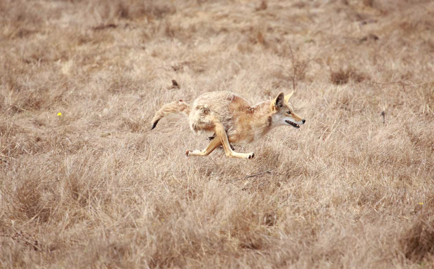 A coyote running through dried grasses.