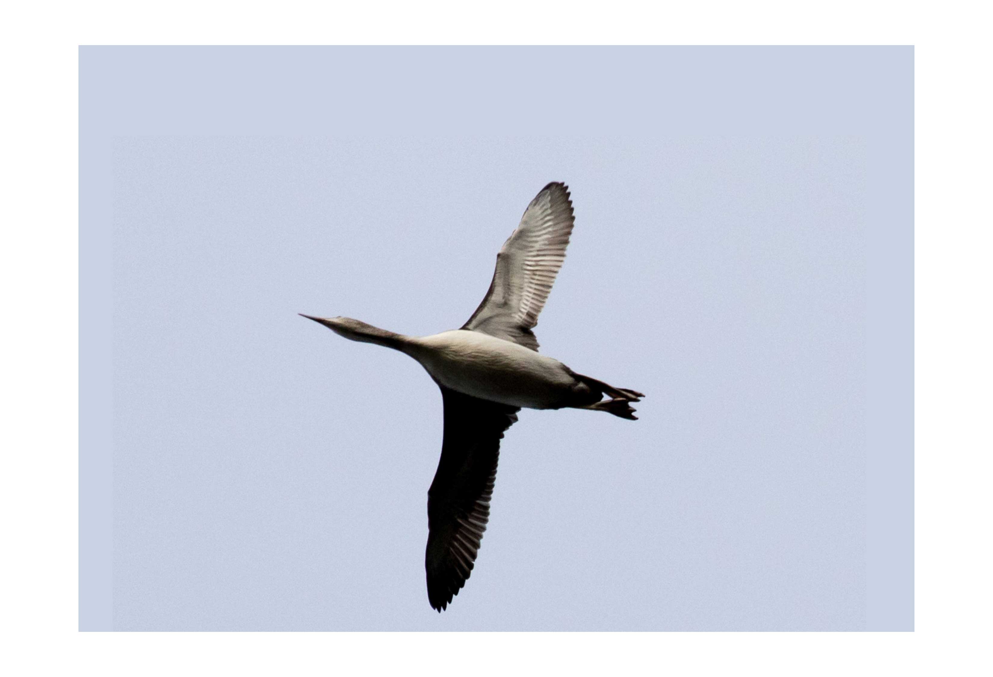 A red-throated loon in flight.,
