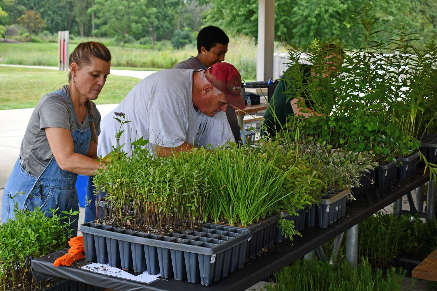 Four people standing at picnic tables loaded with trays of native plants.