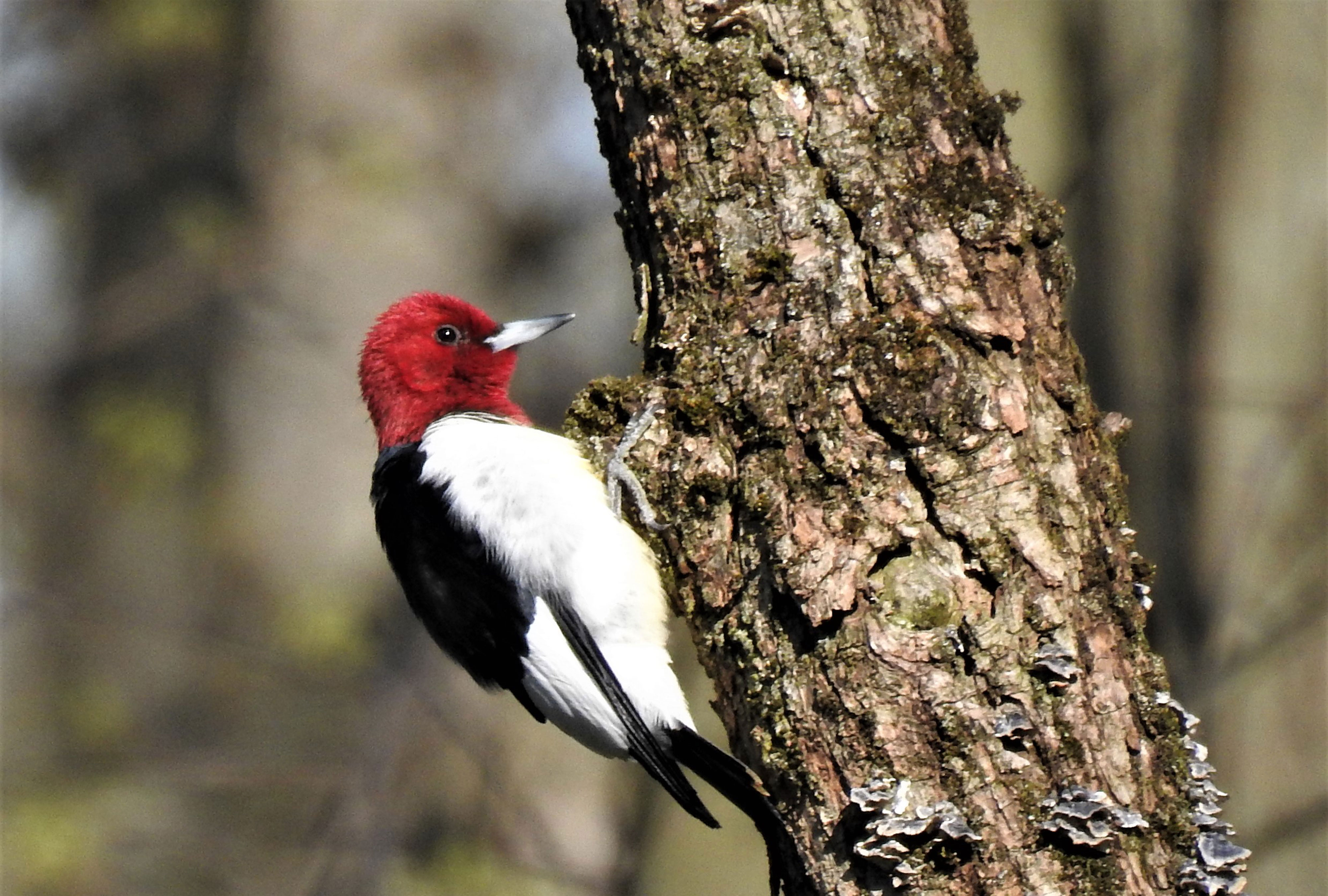 A red-headed woodpecker on tree bark.