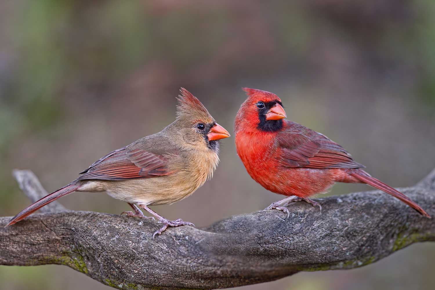 A male and female cardinal on a branch.