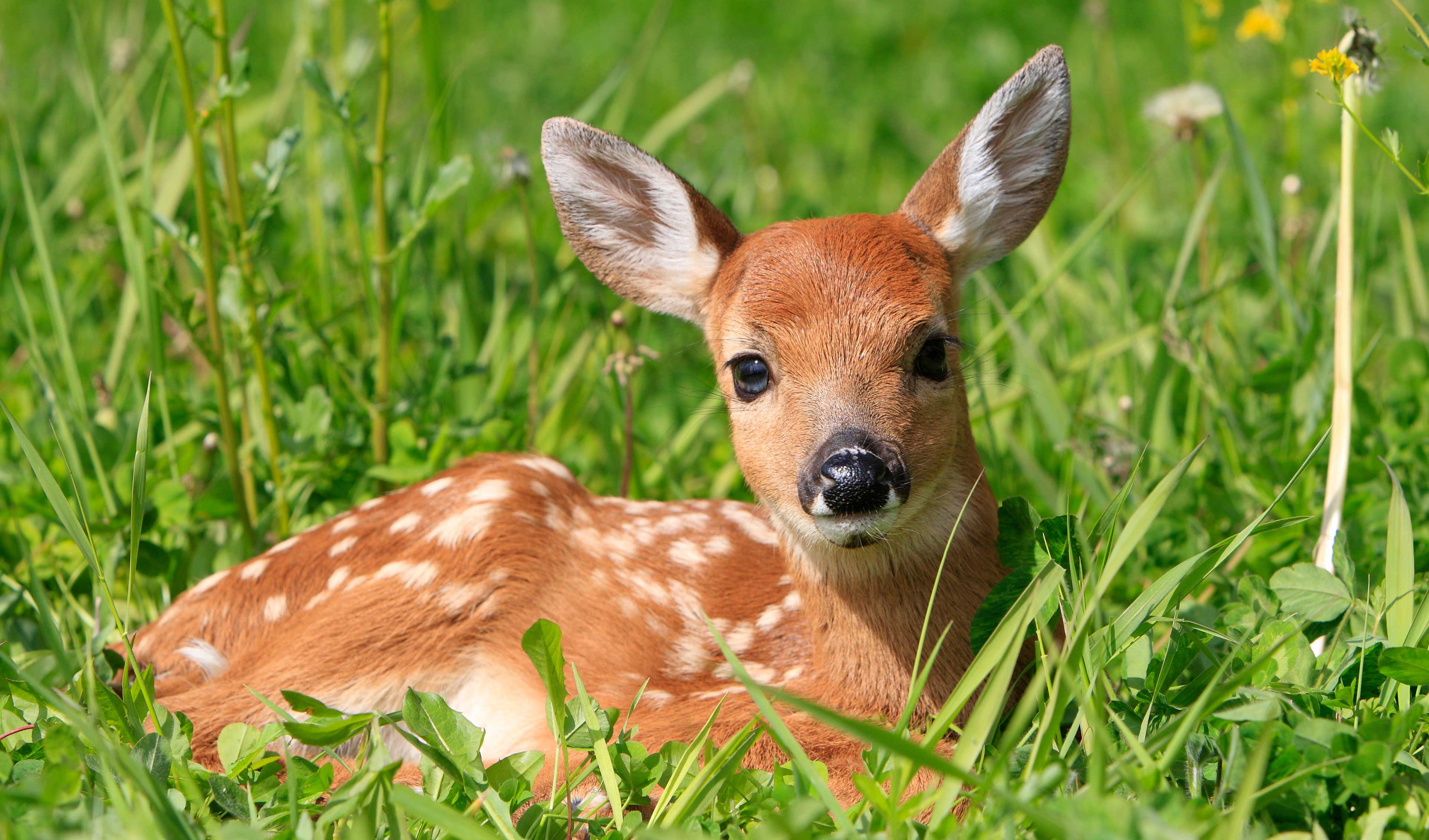 A fawn in the grass.