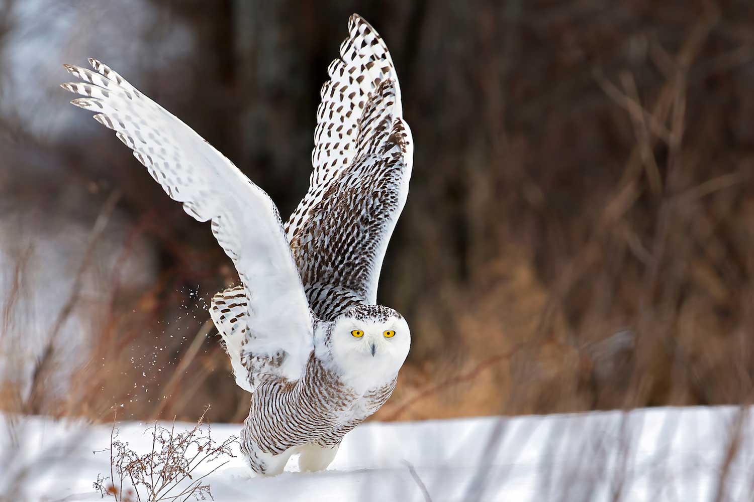 Snowy owl taking off near the ground.