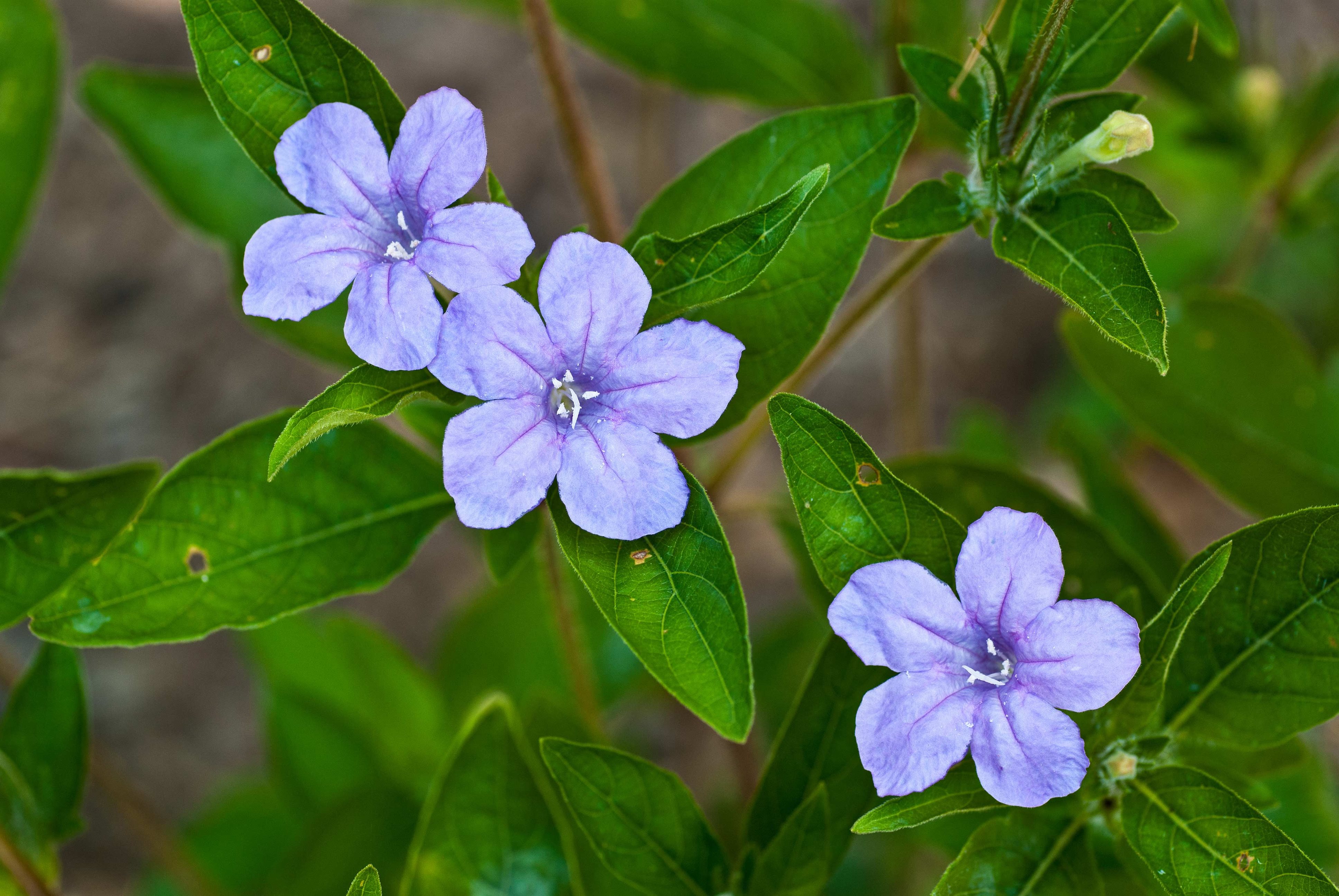 Wild petunia.