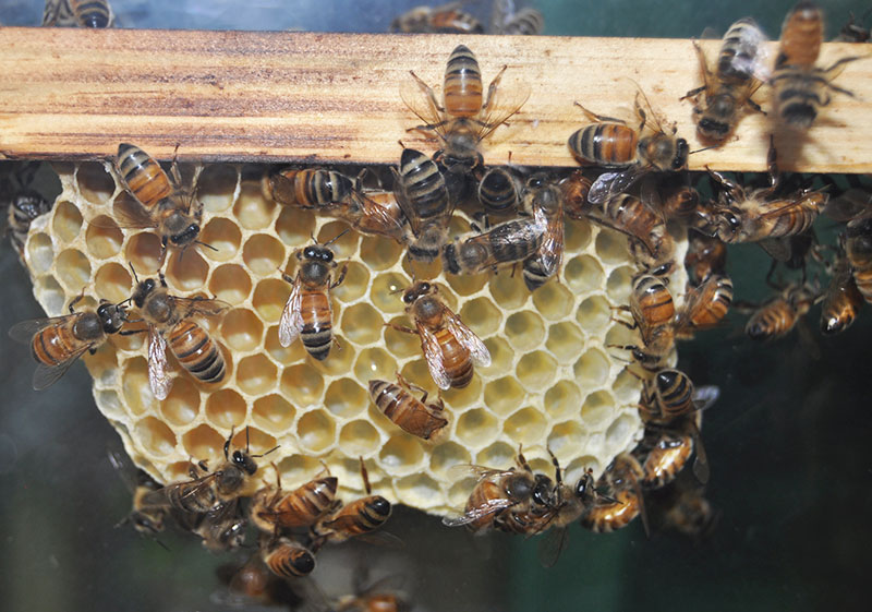 Bees on honeycomb in an observation hive.