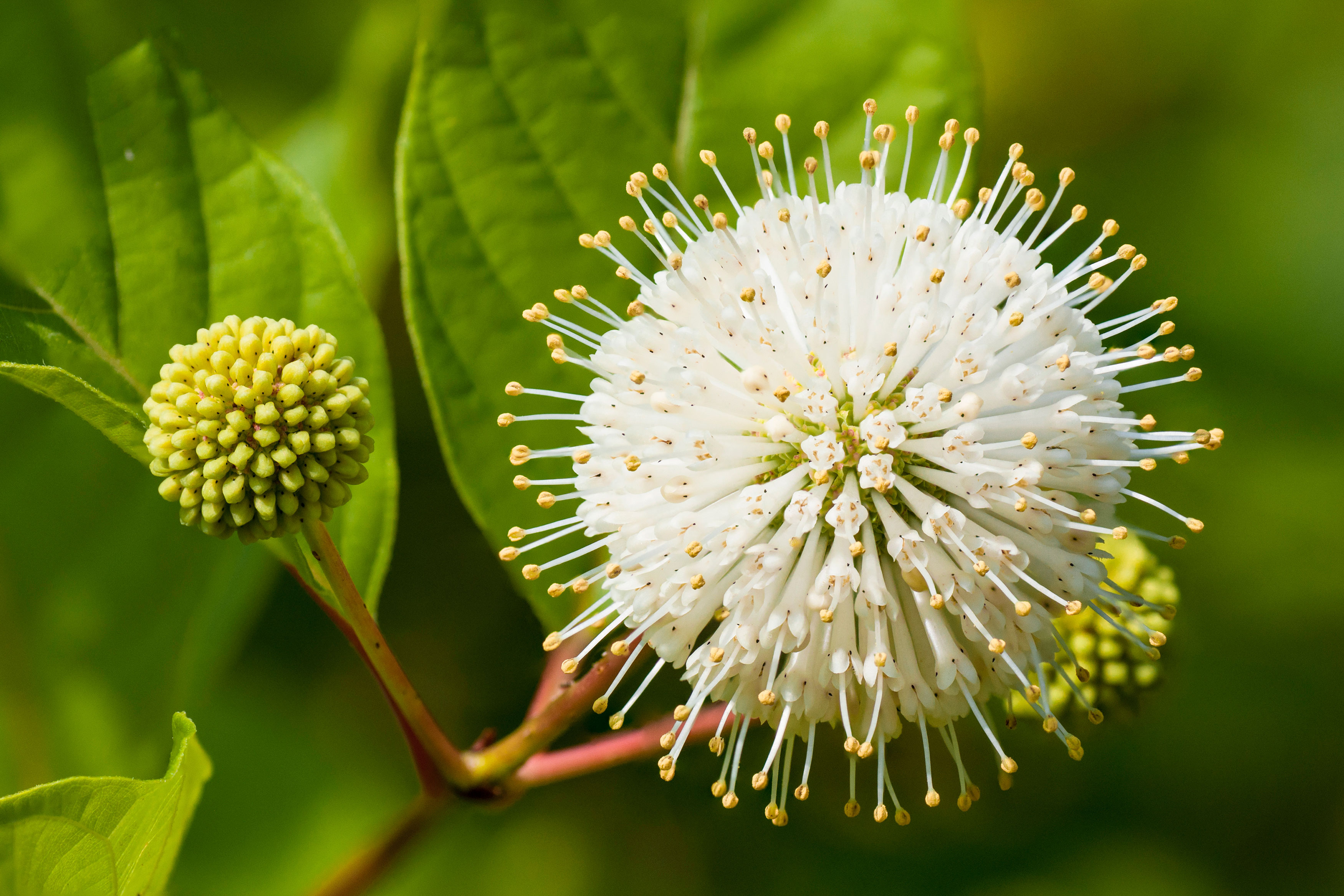 Buttonbush.