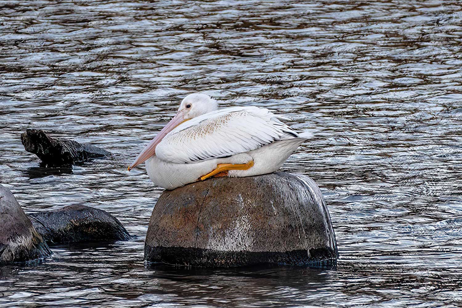 Creature feature: The beloved American white pelican