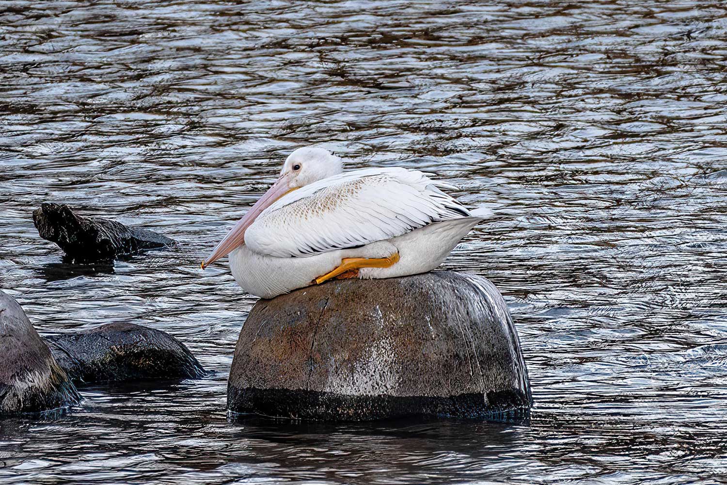 A pelican sitting at rest on a large rock emerging from the water.