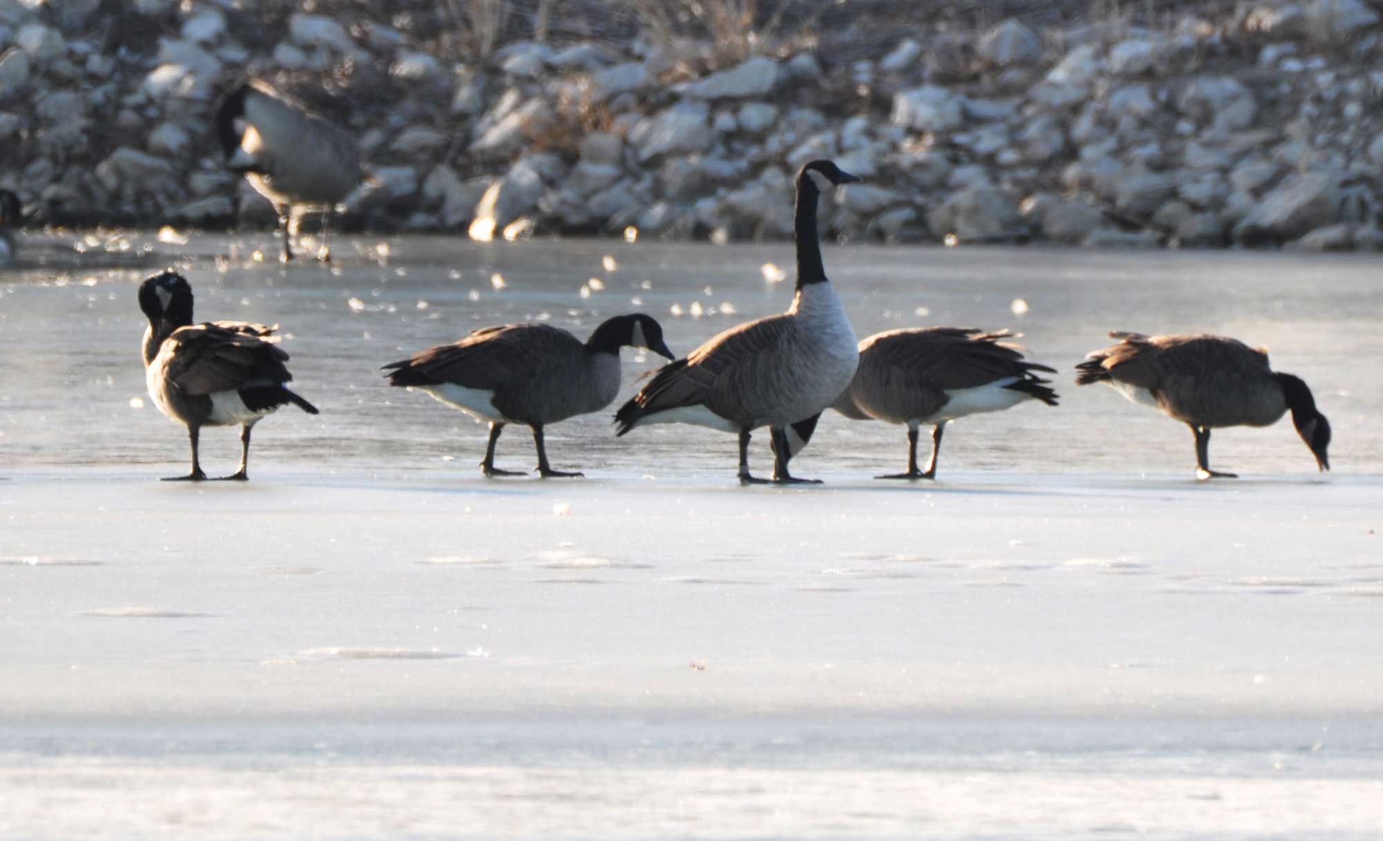 Geese on a frozen lake