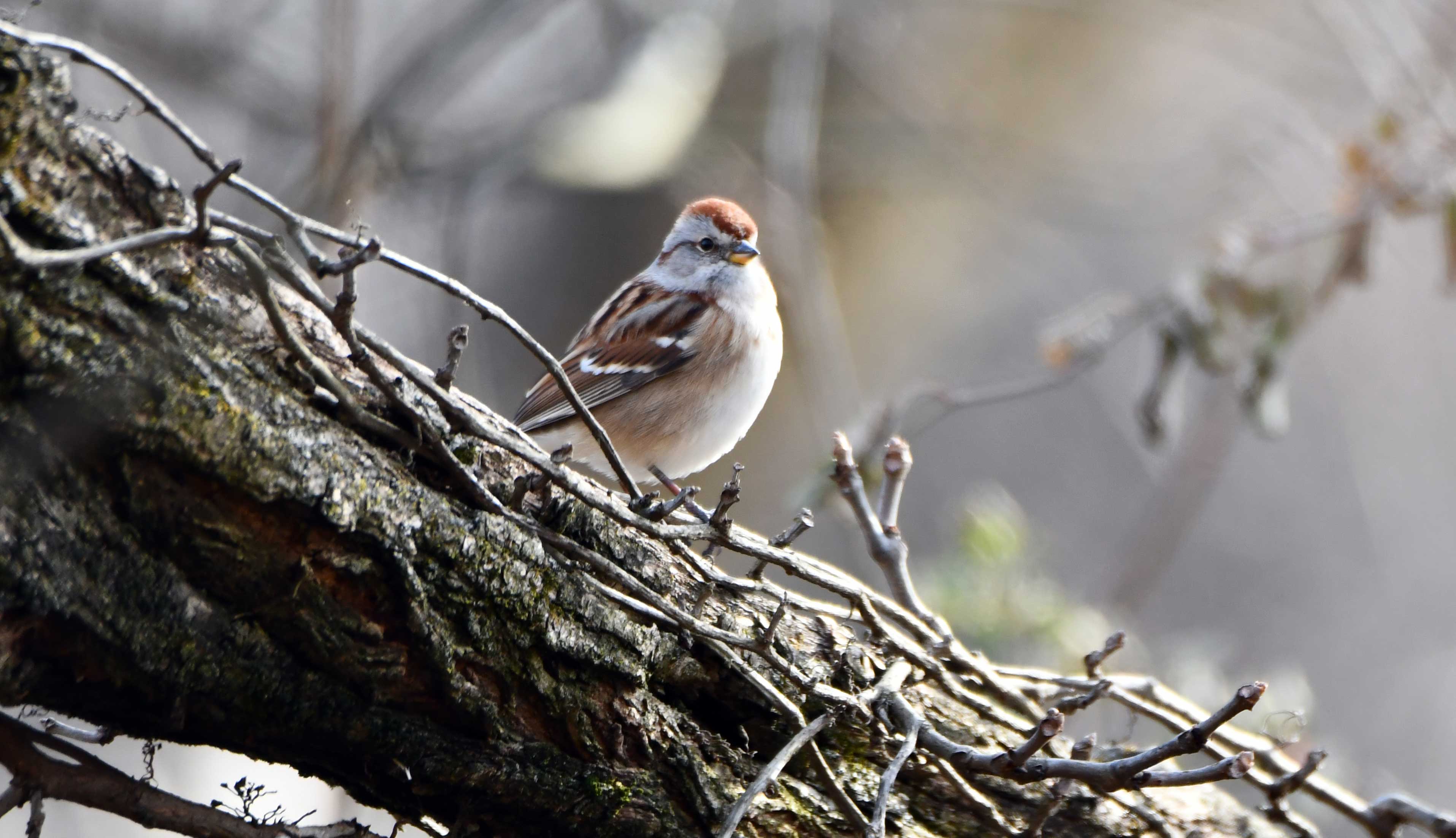An American tree sparrow perching on a leafless branch.