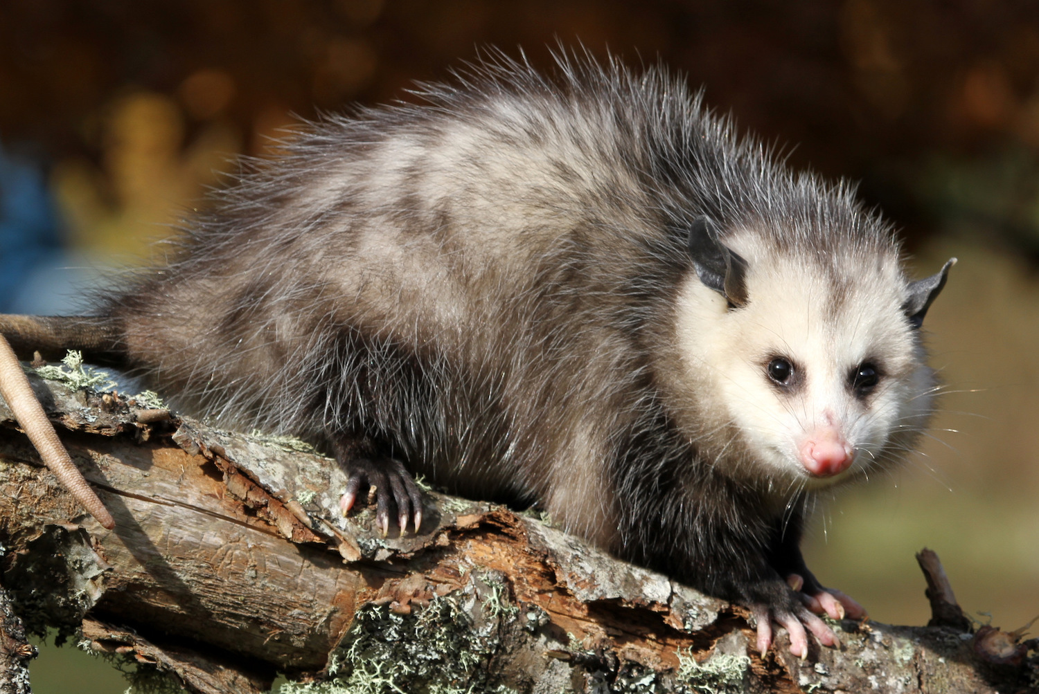 An opossum on a log.
